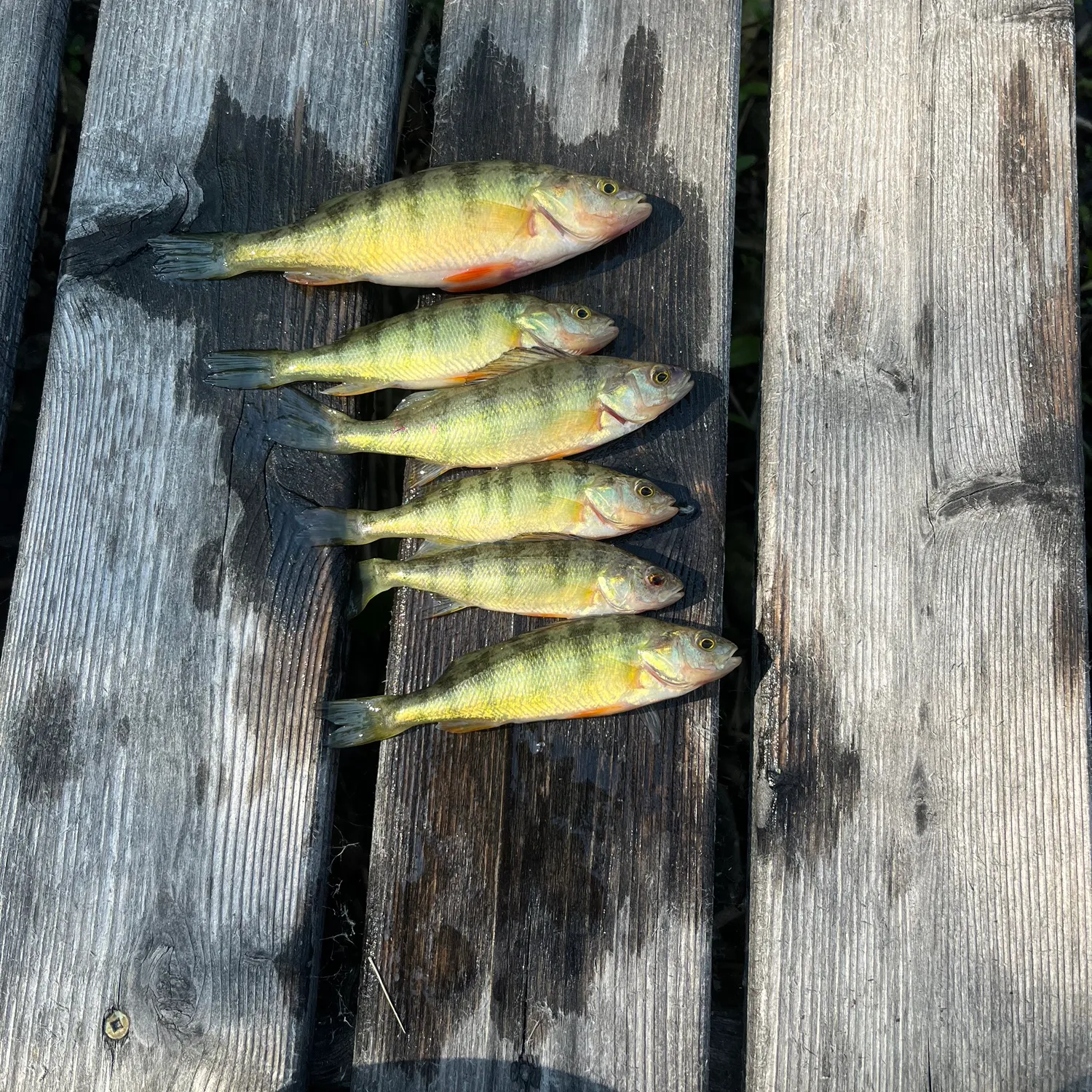 recently logged catches