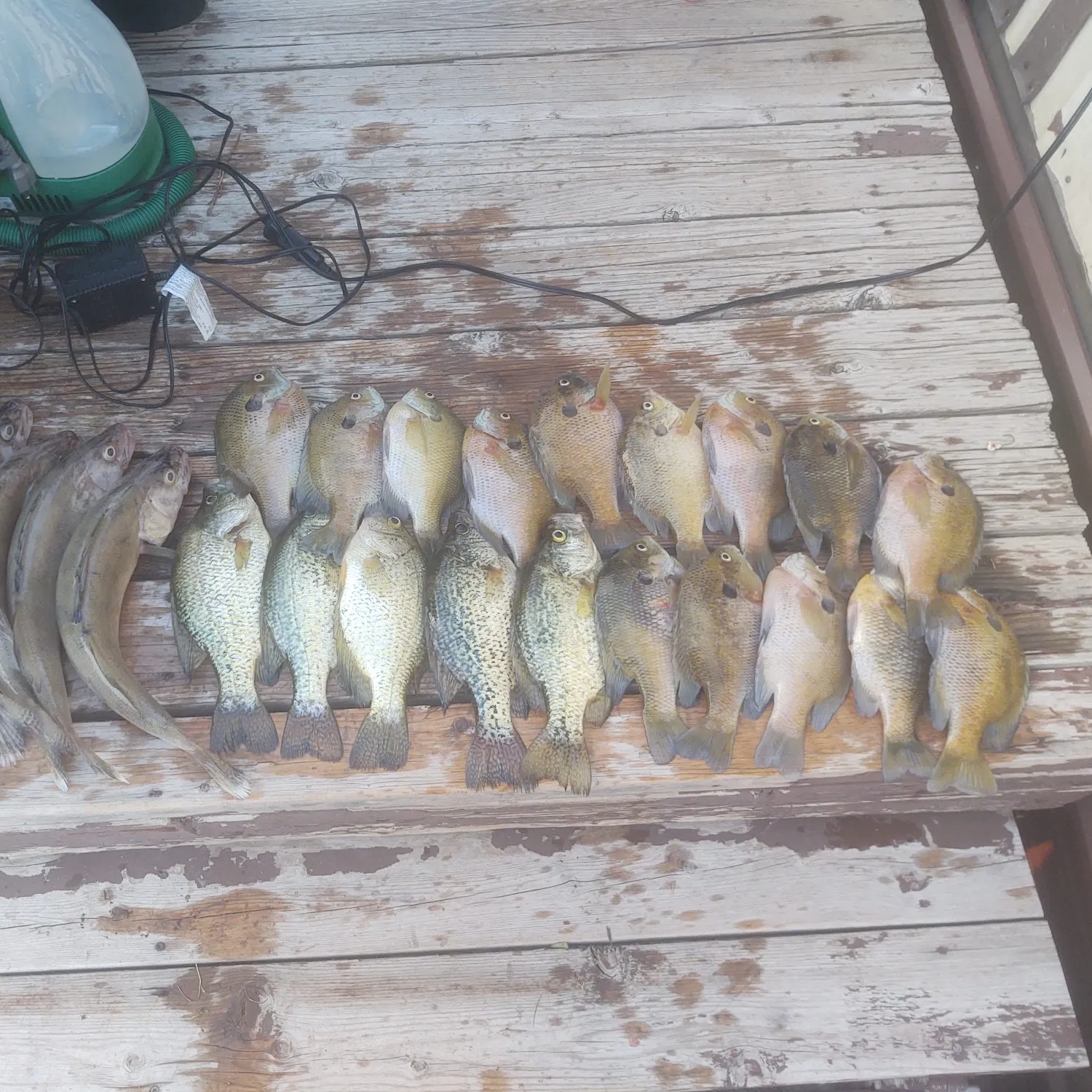 recently logged catches