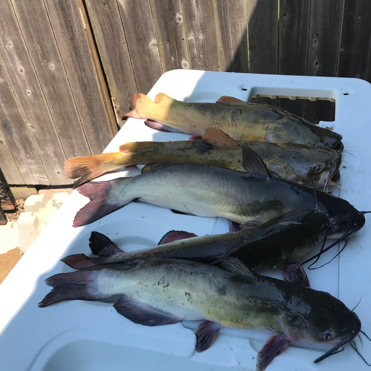 recently logged catches