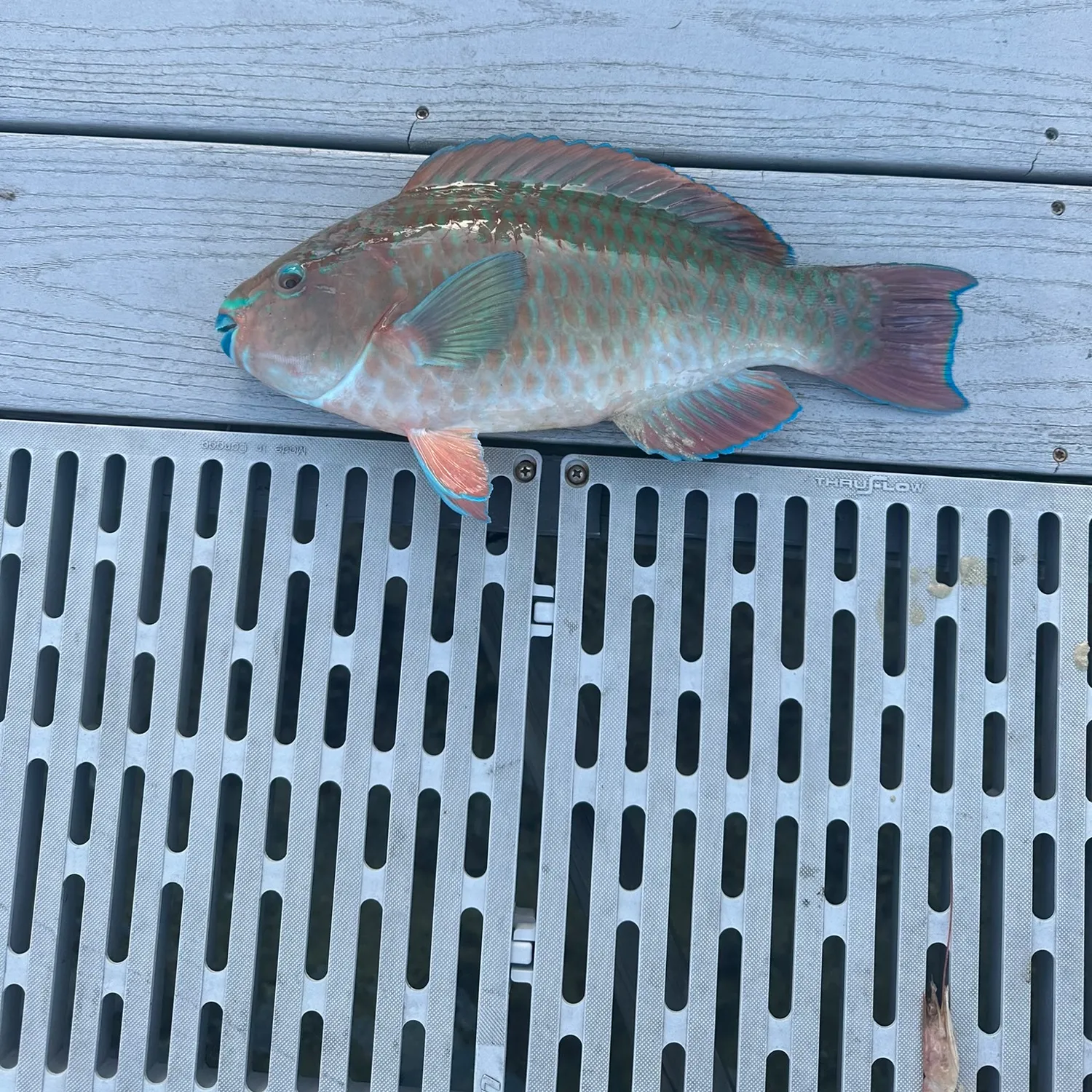 The most popular recent Rainbow parrotfish catch on Fishbrain