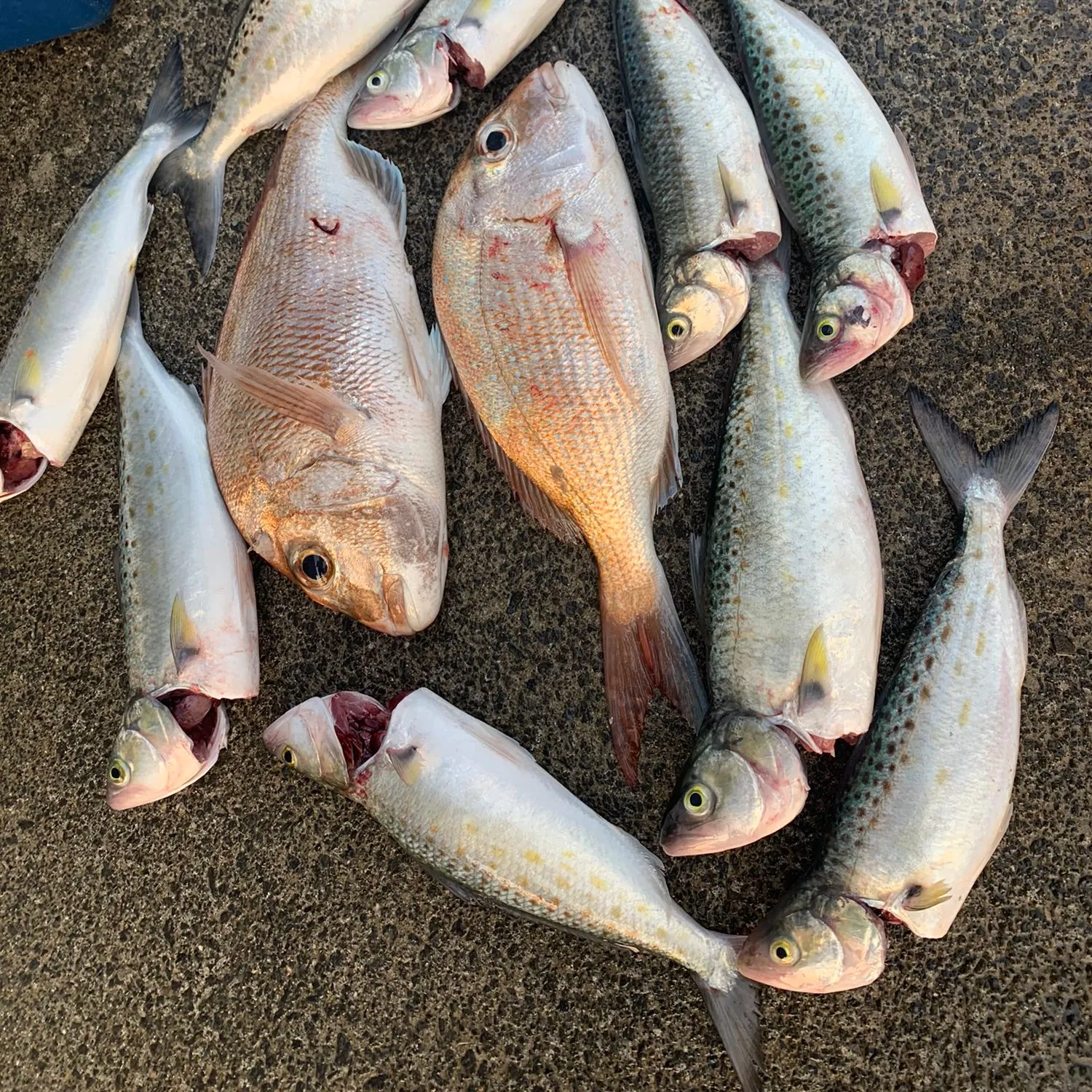 recently logged catches