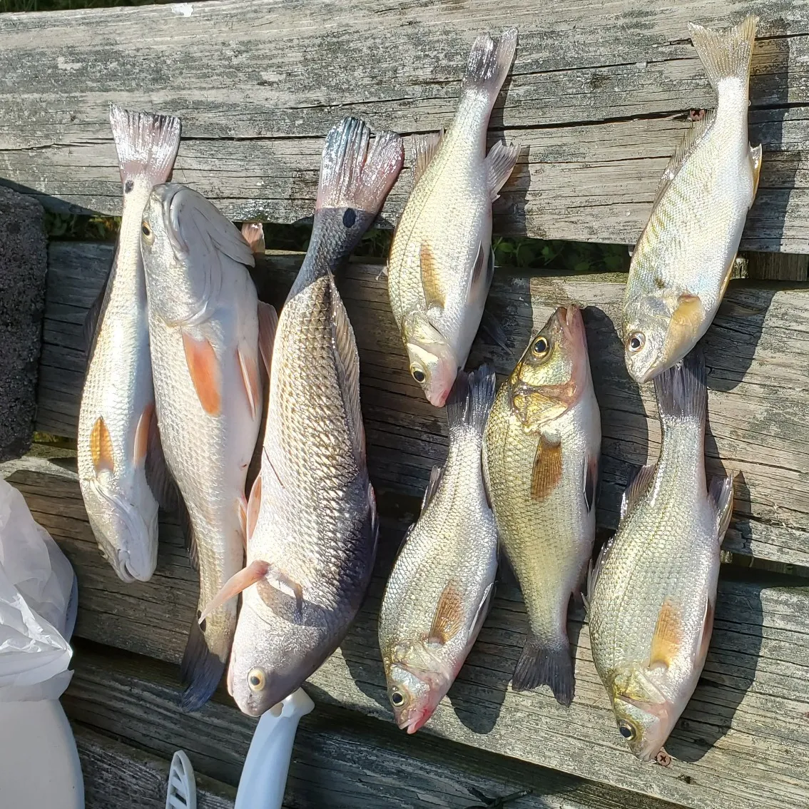 recently logged catches