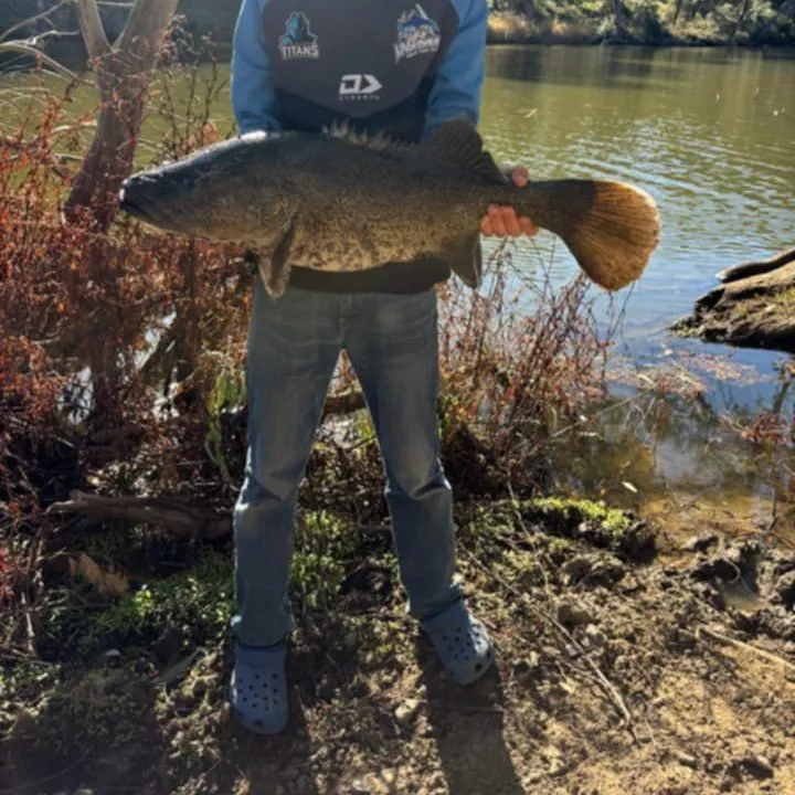 The most popular recent Mary River cod catch on Fishbrain