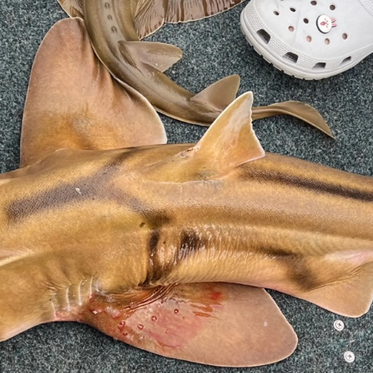 The most popular recent Port Jackson shark catch on Fishbrain