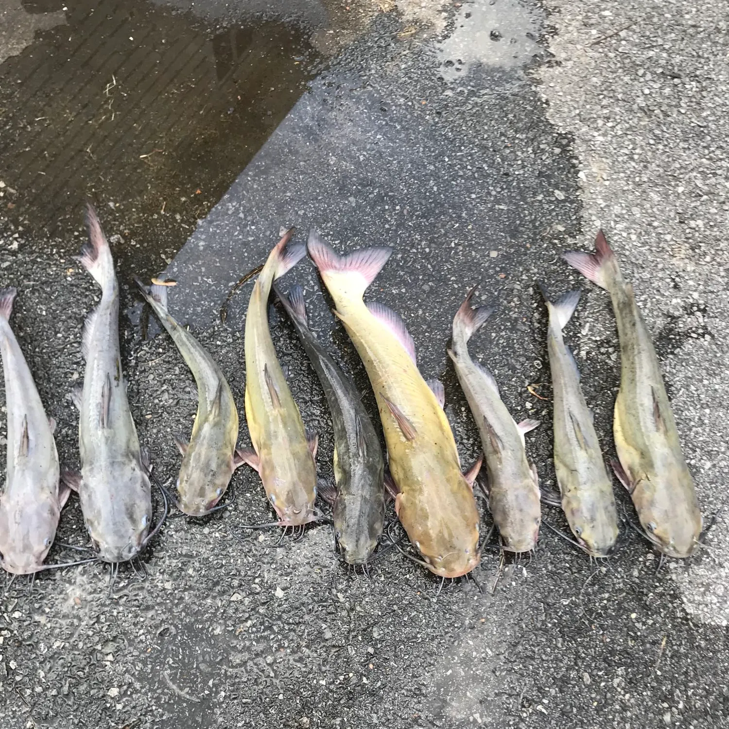 recently logged catches