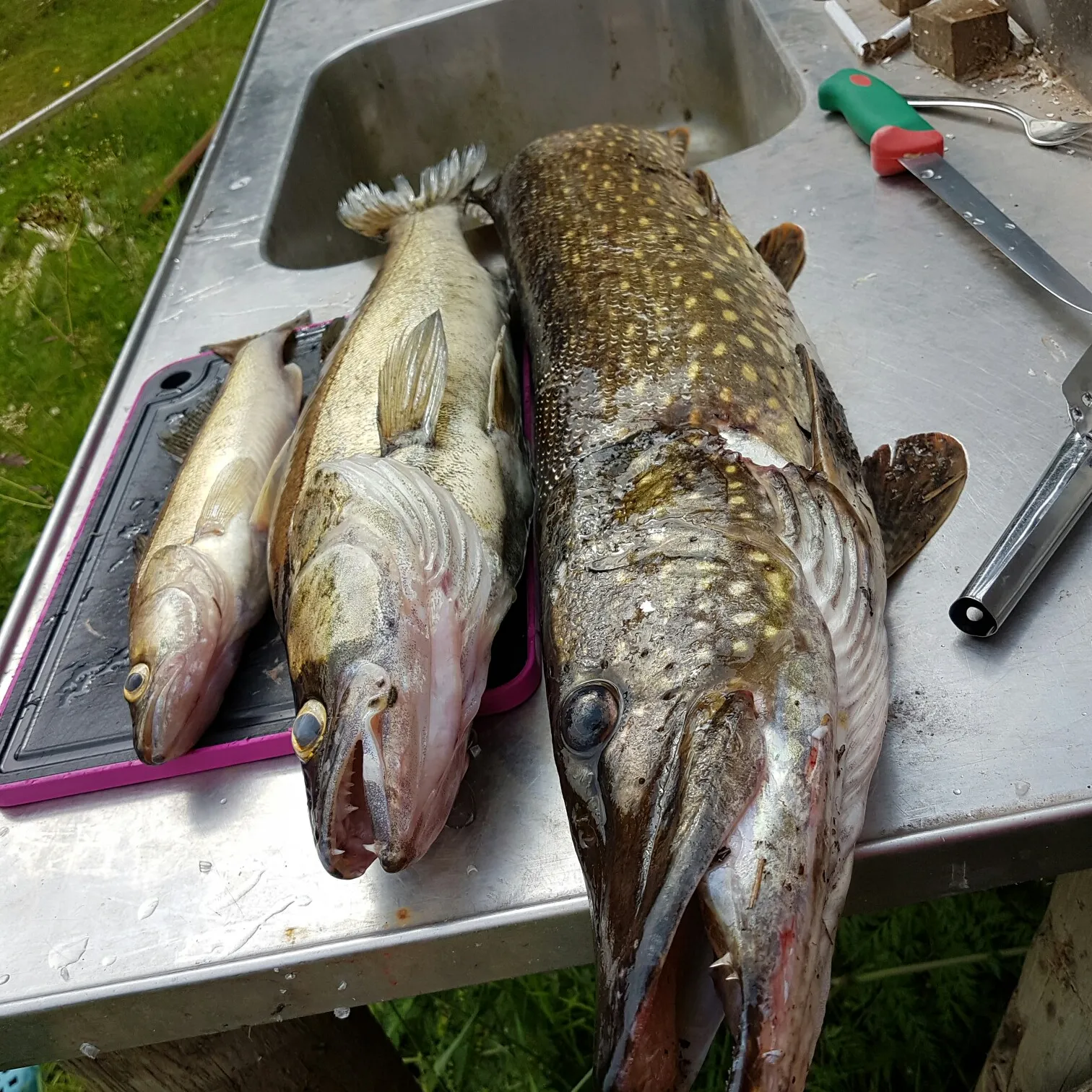 recently logged catches