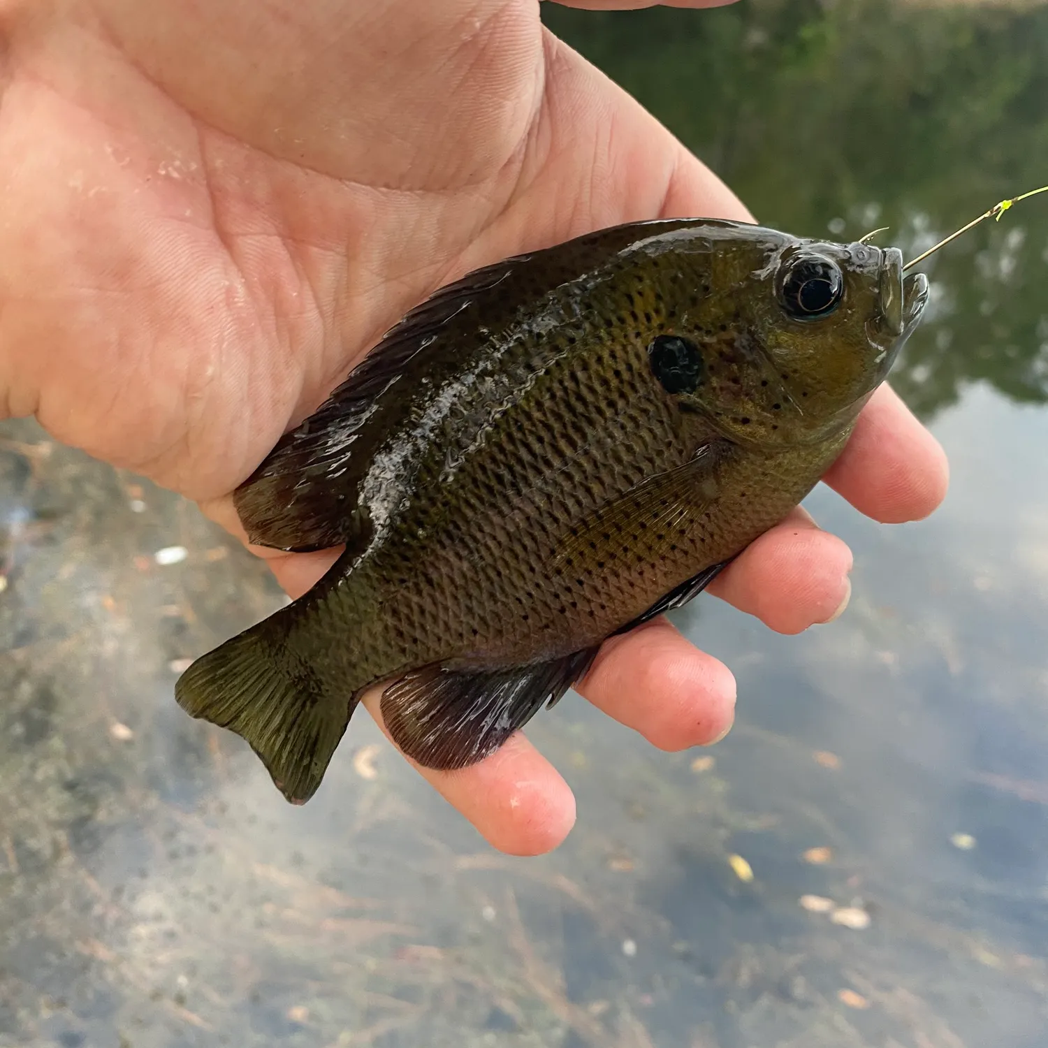 The most popular recent Spotted sunfish catch on Fishbrain