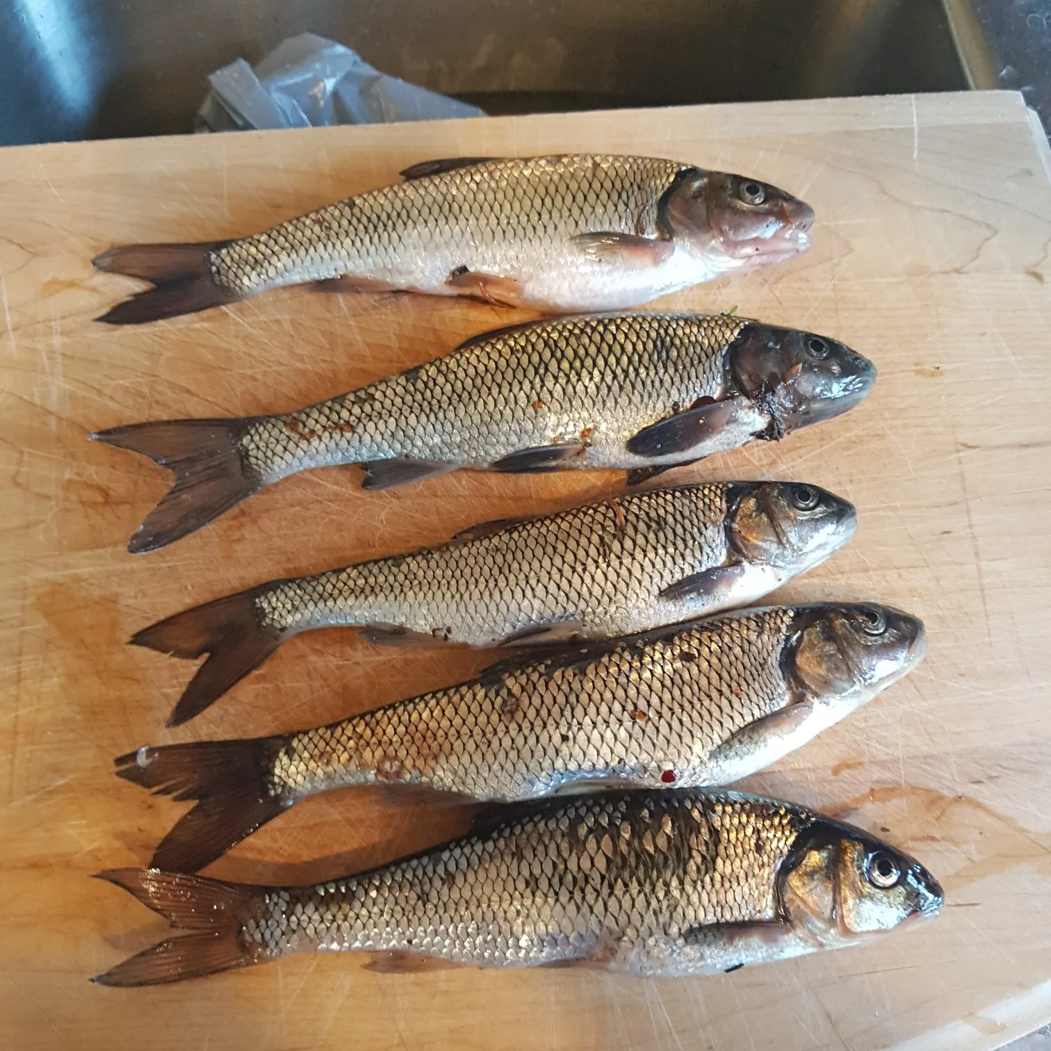 recently logged catches