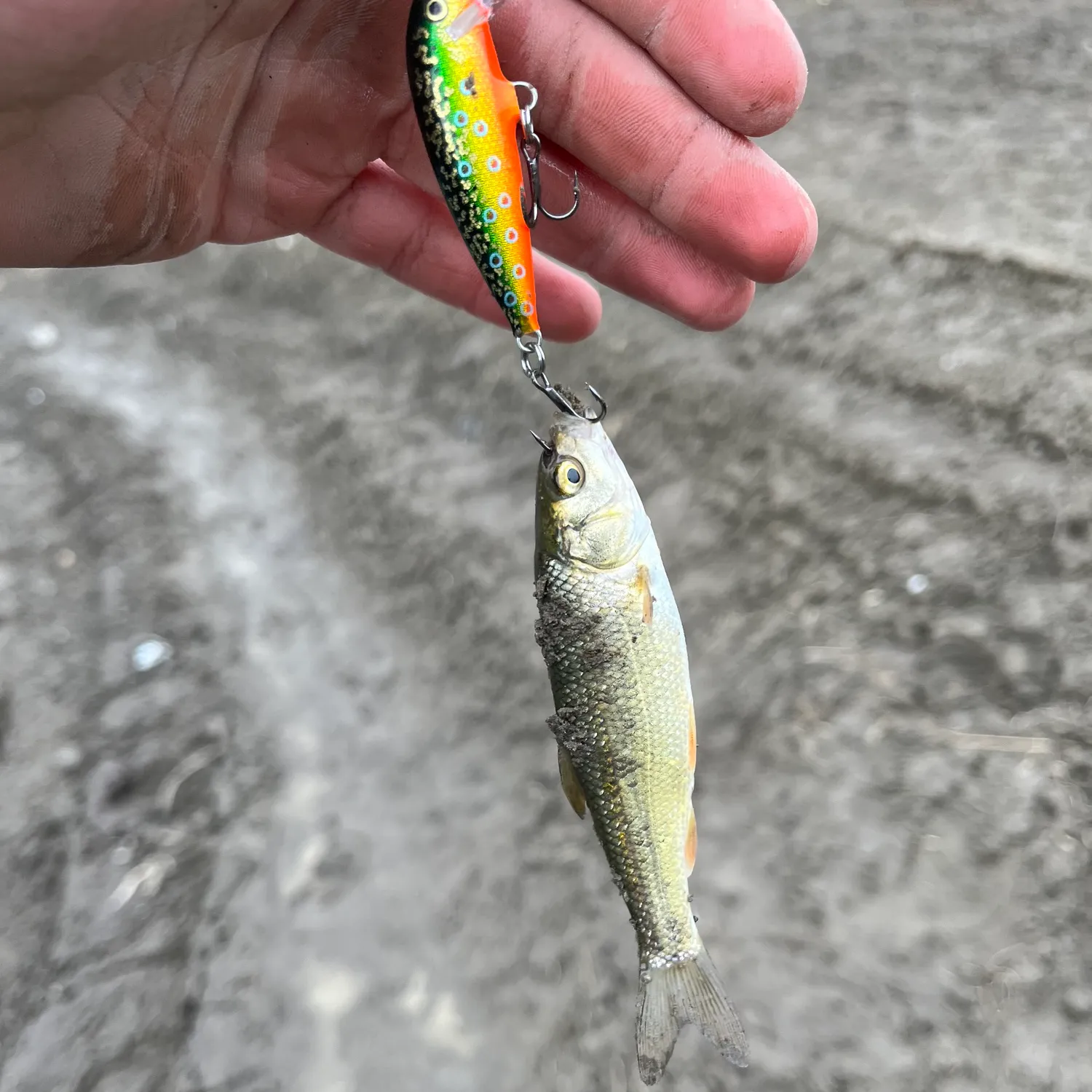 The most popular recent Tui chub catch on Fishbrain