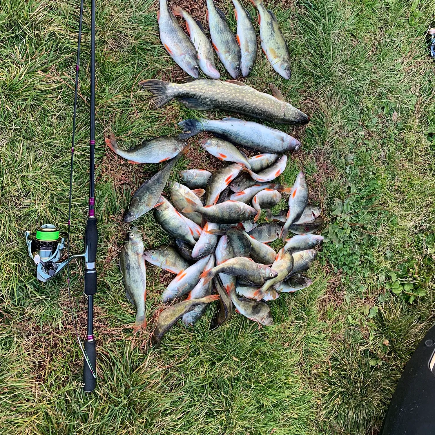 recently logged catches