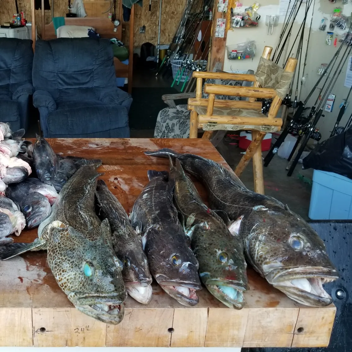 recently logged catches