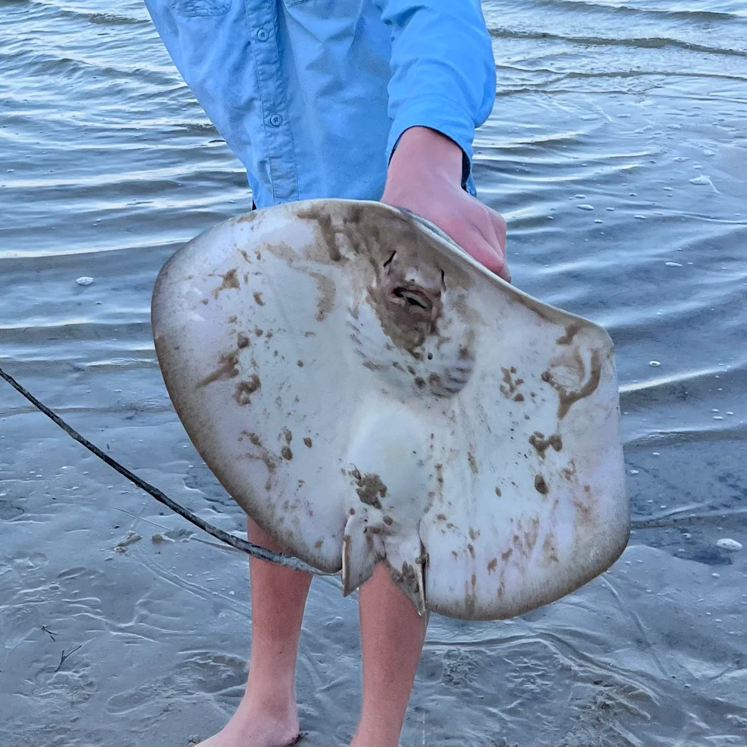 The most popular recent Honeycomb stingray catch on Fishbrain