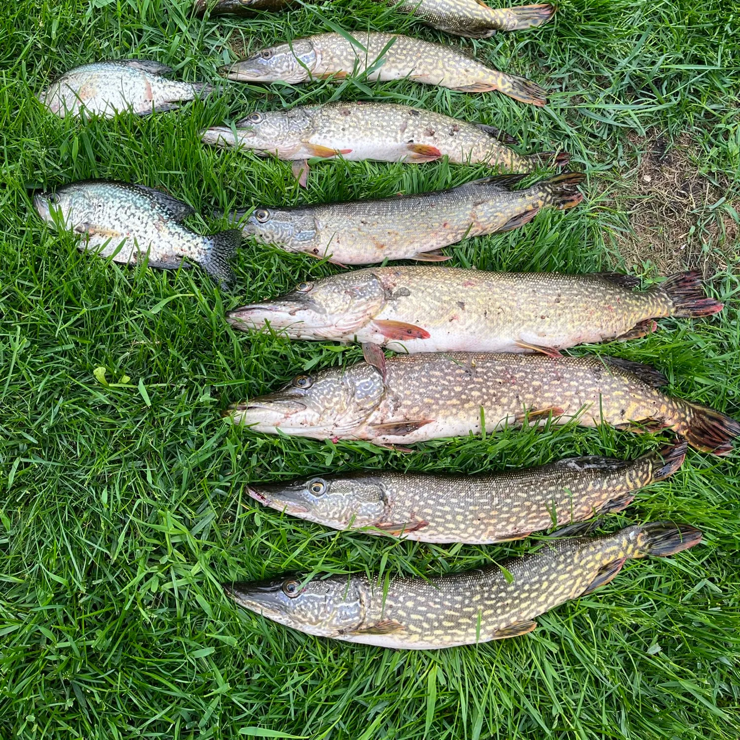 recently logged catches