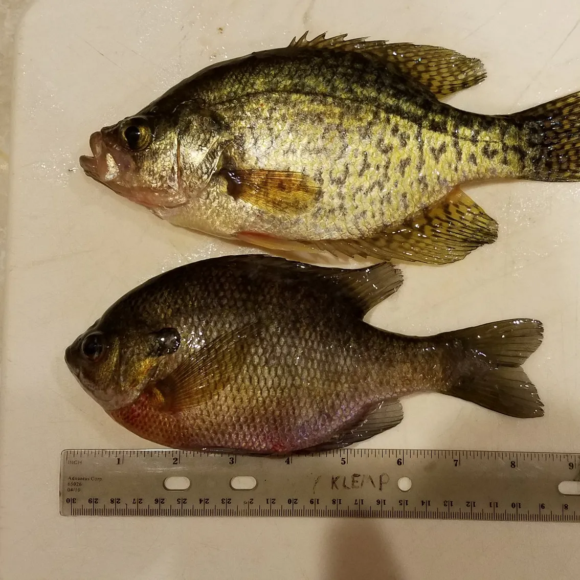 recently logged catches