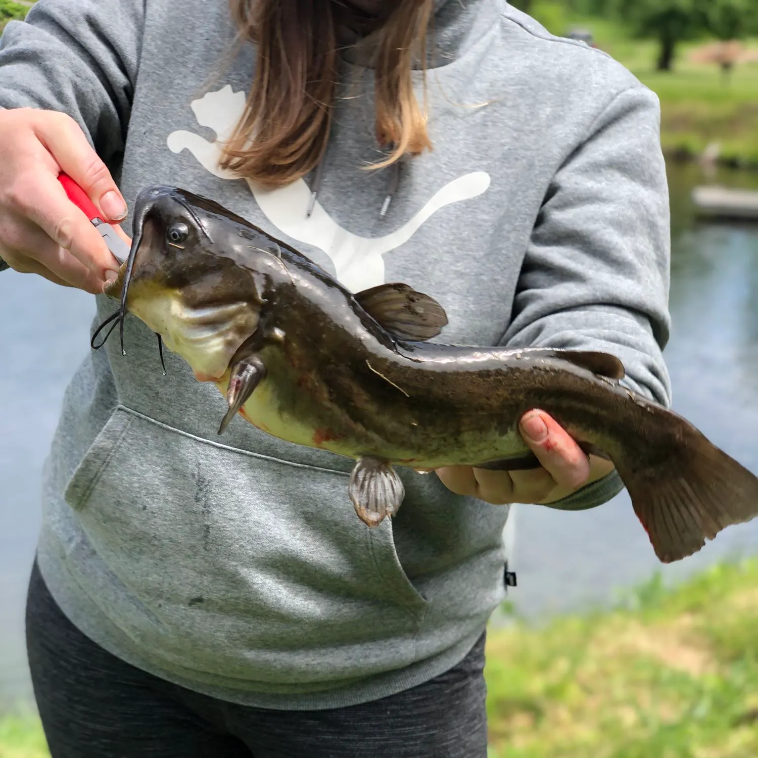 The most popular recent Black bullhead catch on Fishbrain