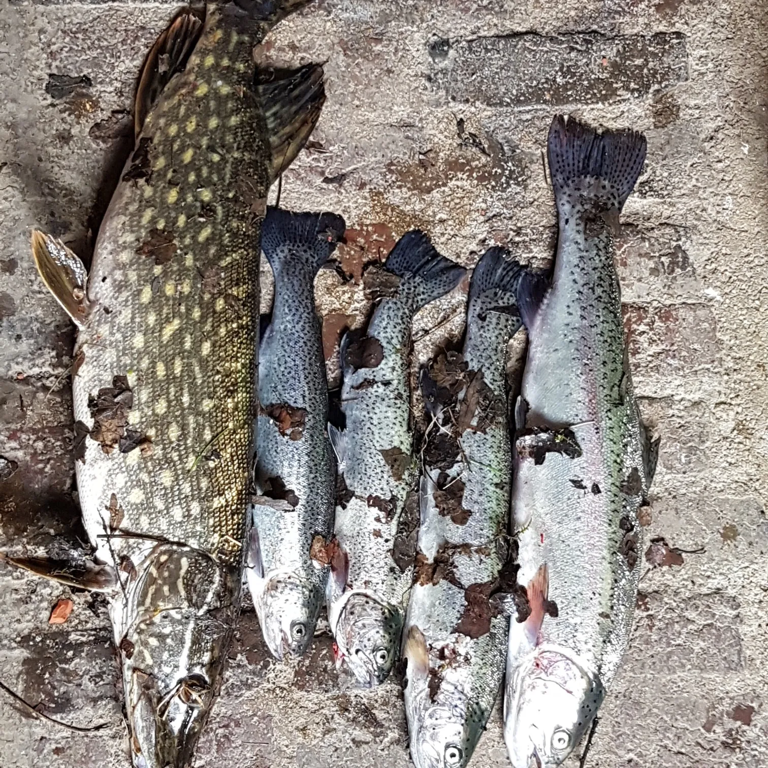 recently logged catches