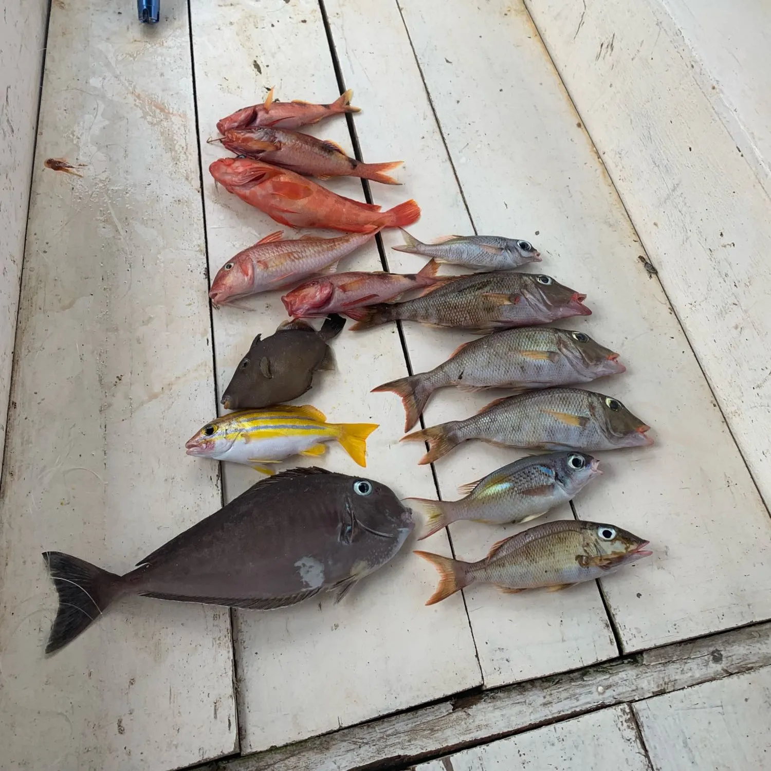 recently logged catches