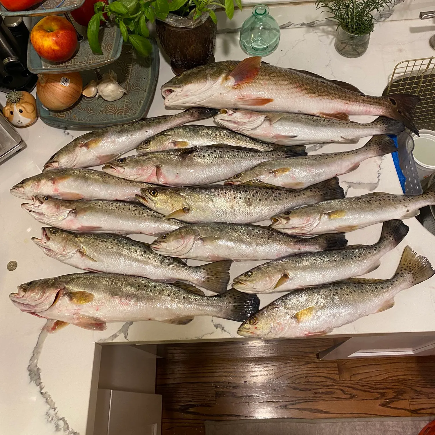 recently logged catches