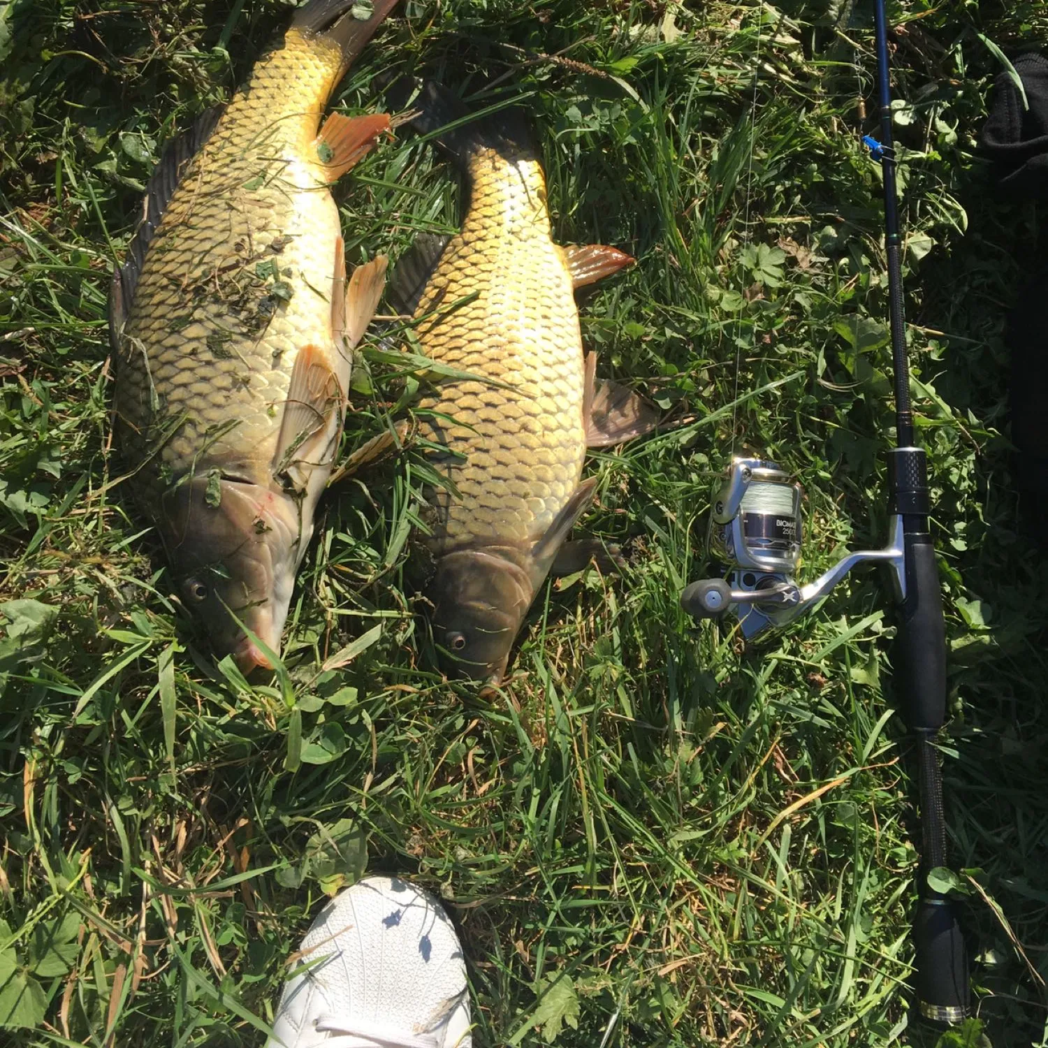 recently logged catches