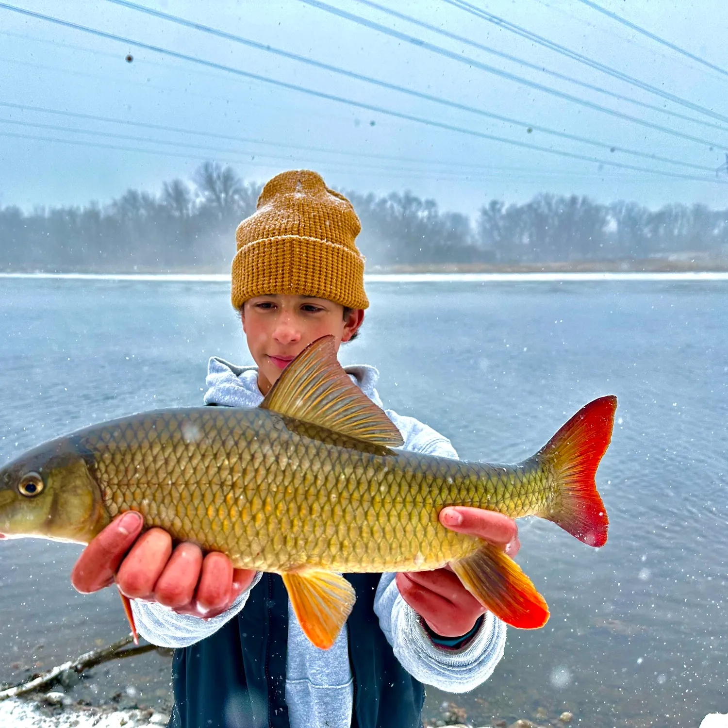 The most popular recent Shorthead redhorse catch on Fishbrain