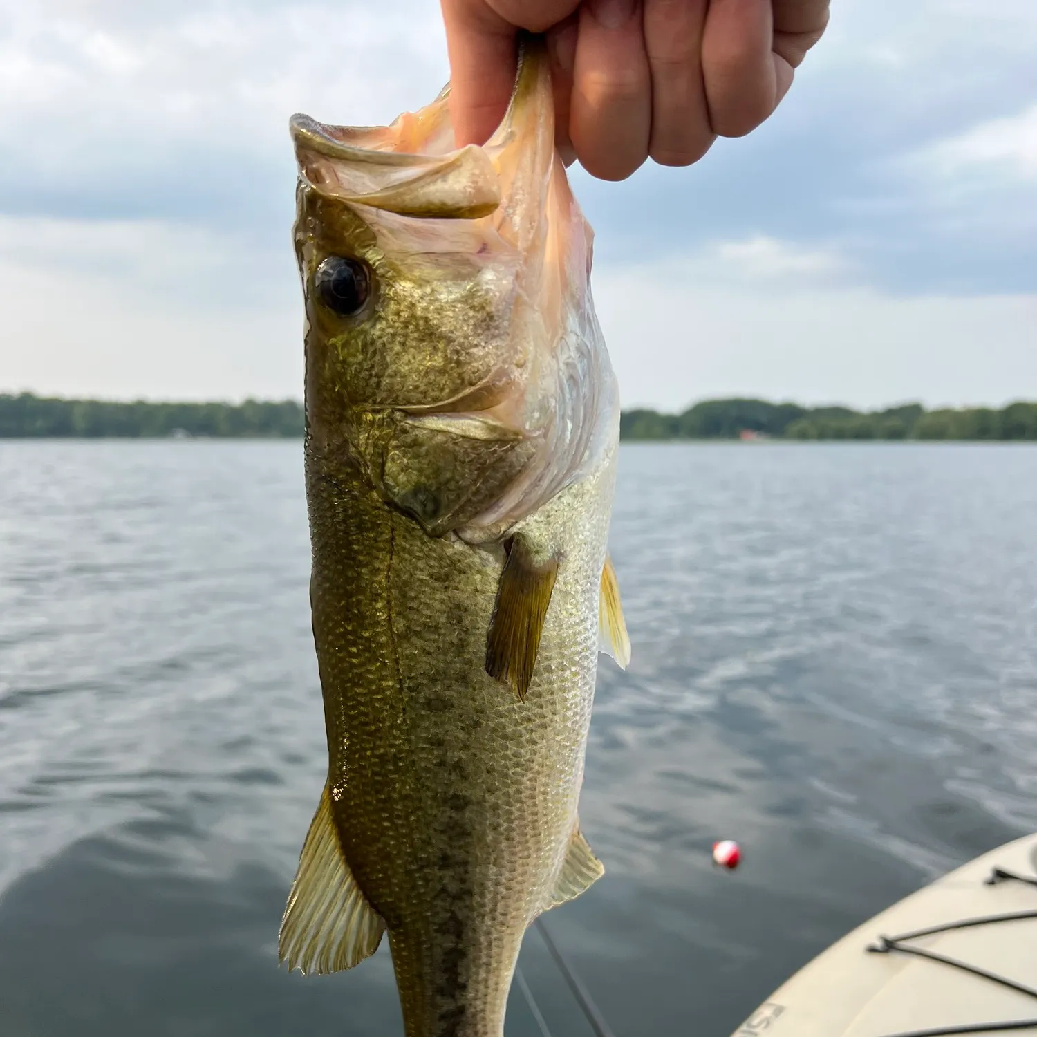 ᐅ Little Lake fishing reports🎣• Ontario, Canada fishing