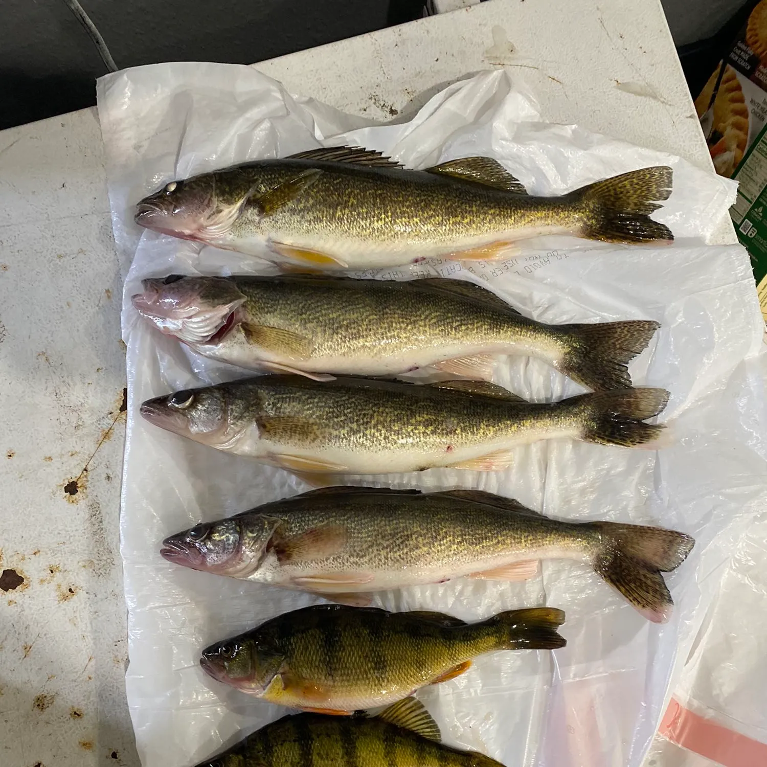 recently logged catches