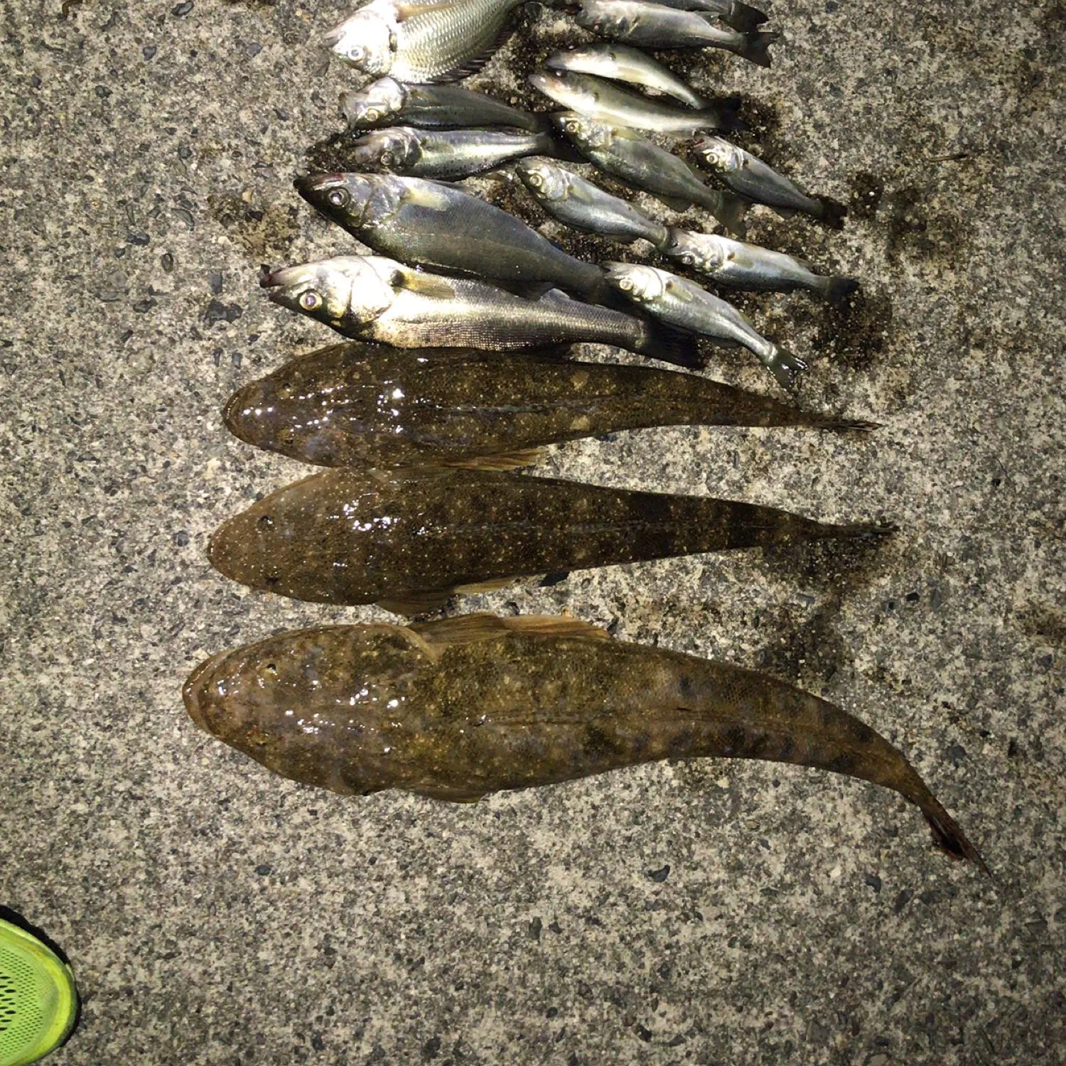 recently logged catches