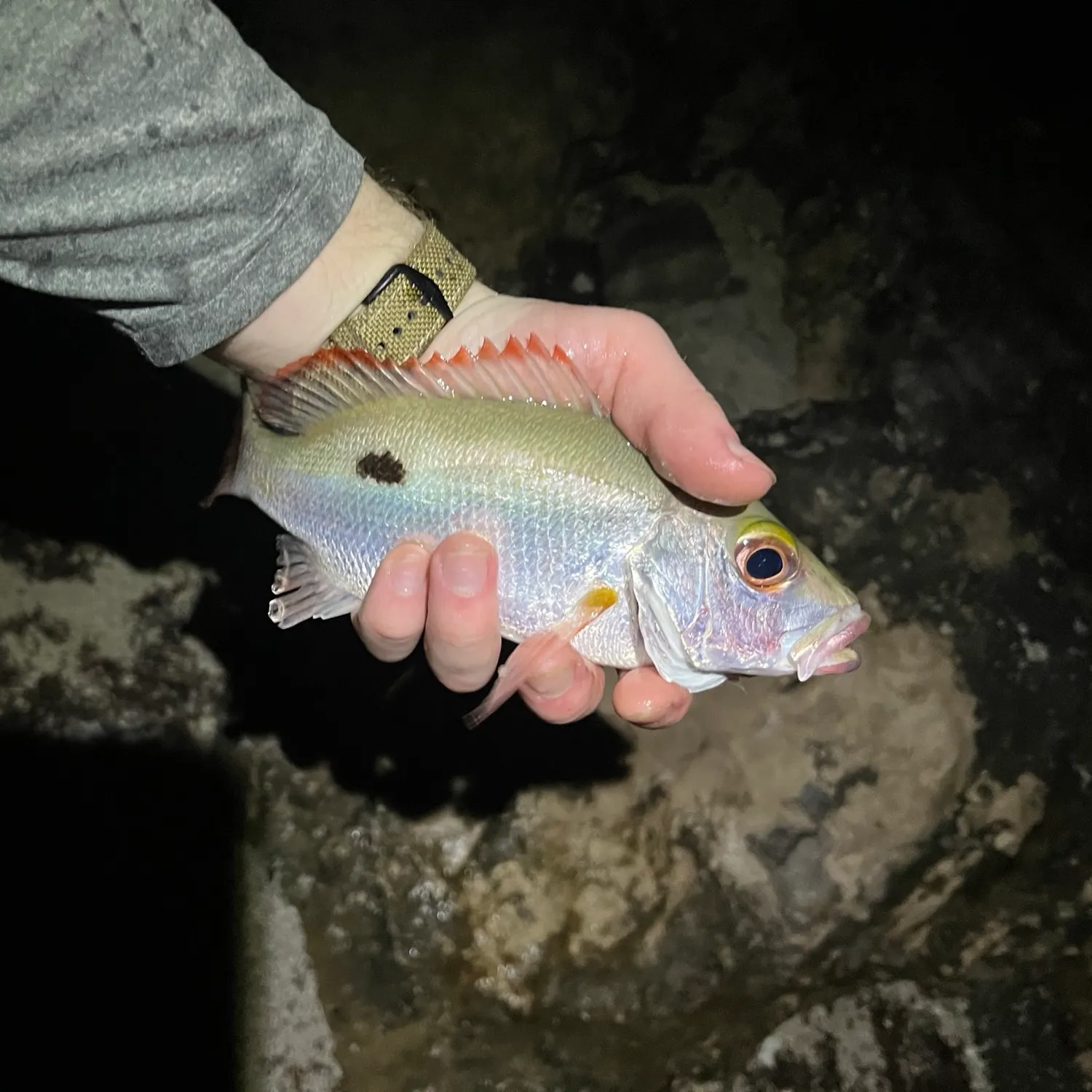 The most popular recent Mahogany snapper catch on Fishbrain