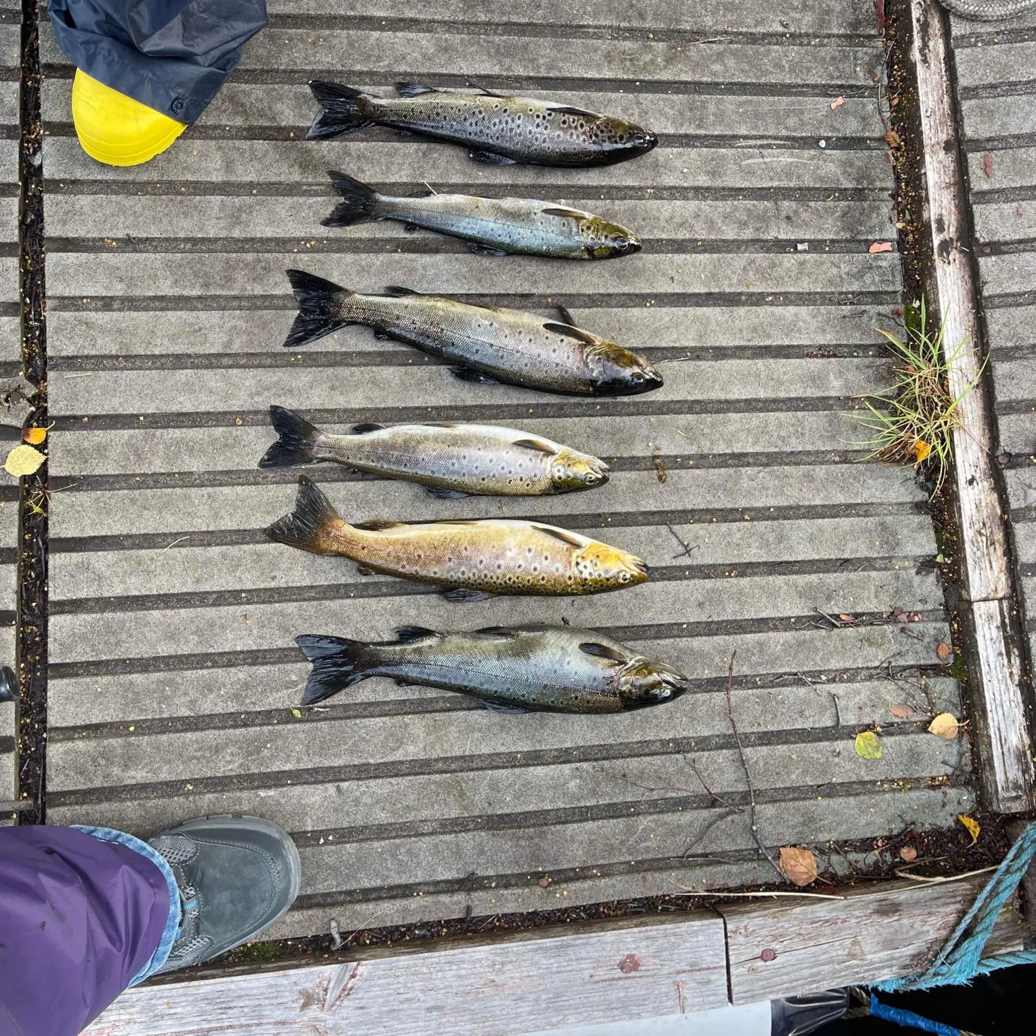 recently logged catches