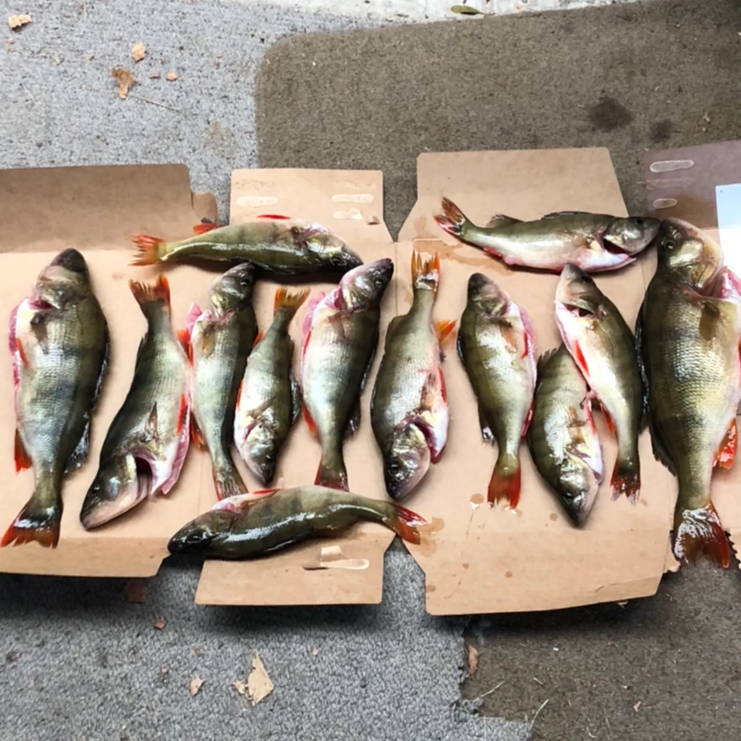 recently logged catches