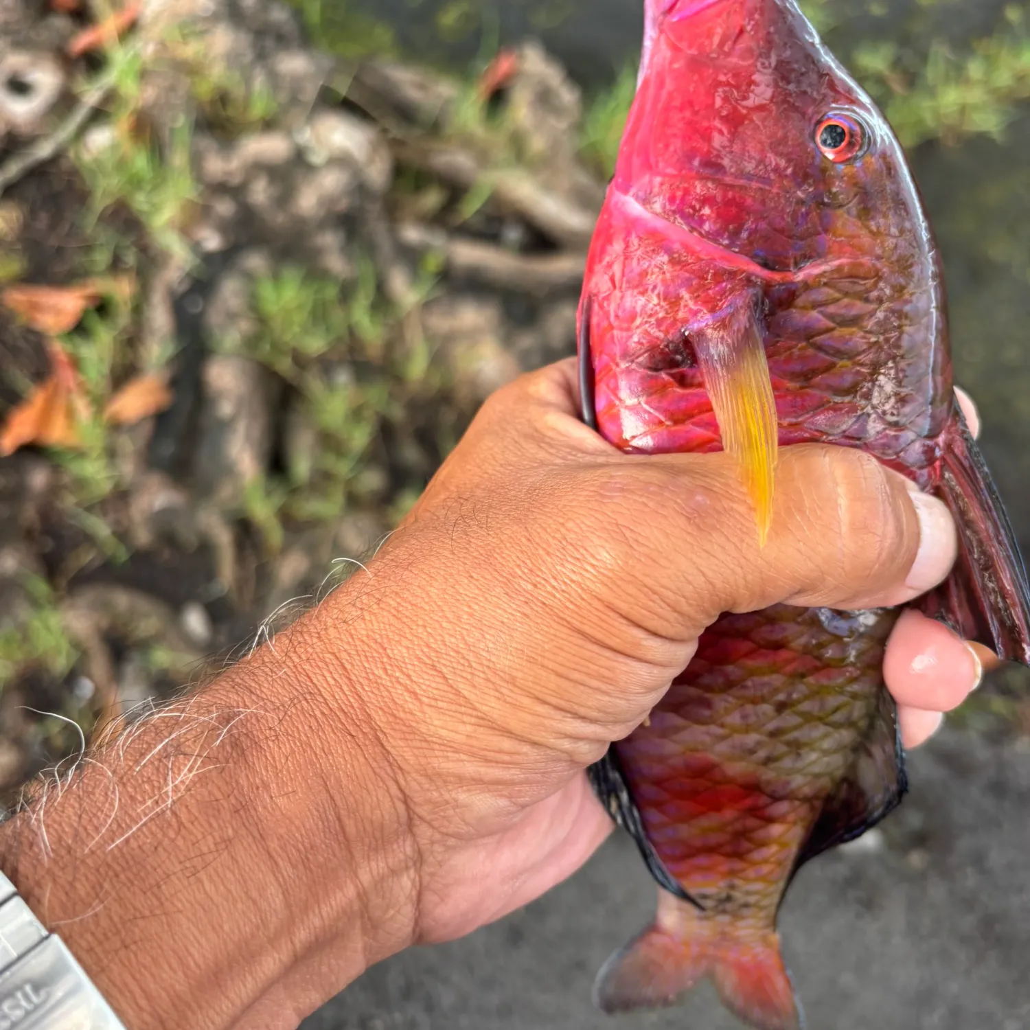 The most popular recent Red mullet catch on Fishbrain