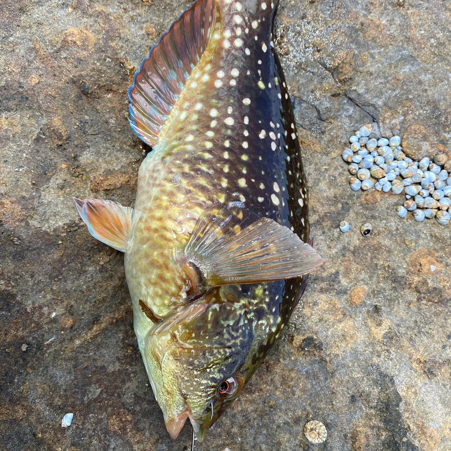 The most popular recent Ballan wrasse catch on Fishbrain