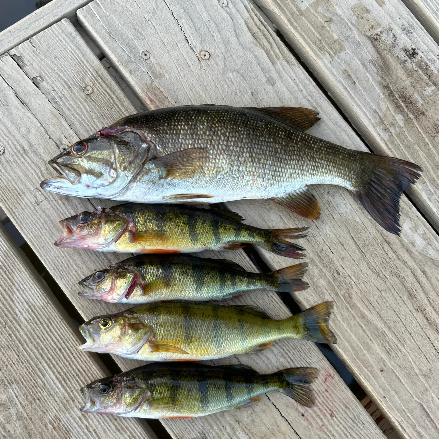 recently logged catches