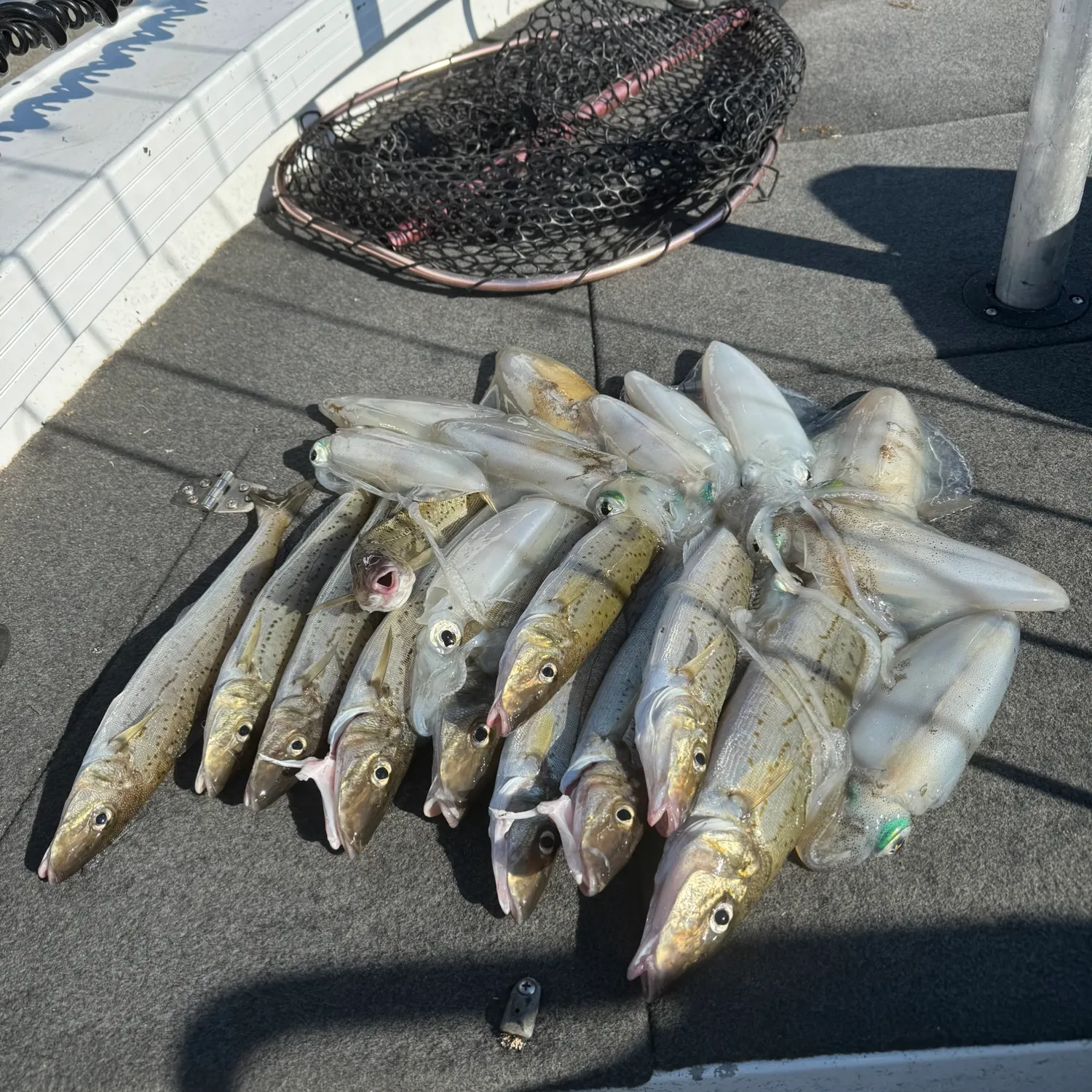 recently logged catches