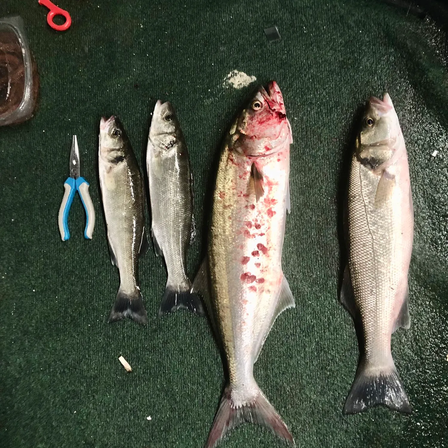 recently logged catches