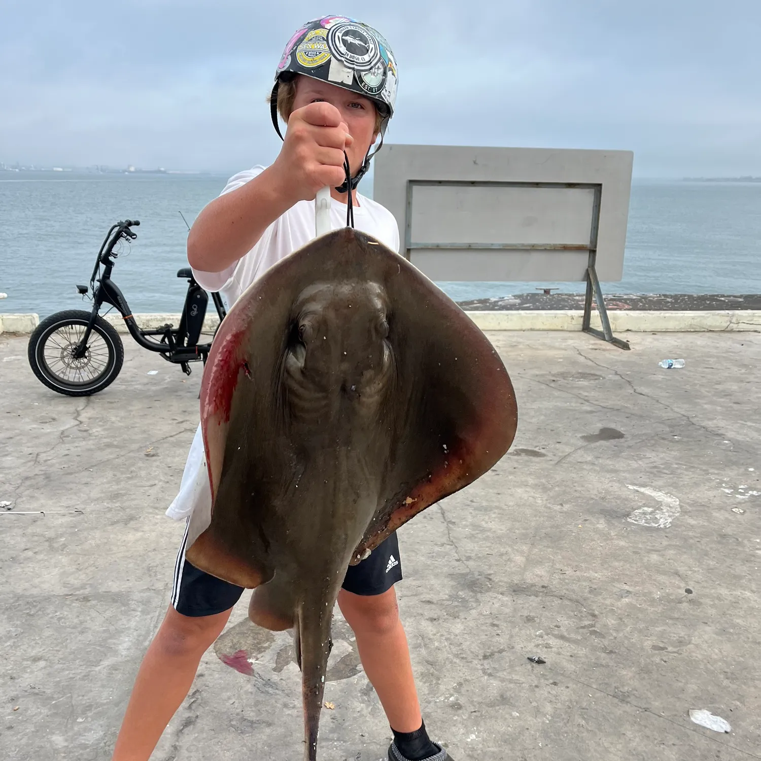 The most popular recent Short-tail stingray catch on Fishbrain