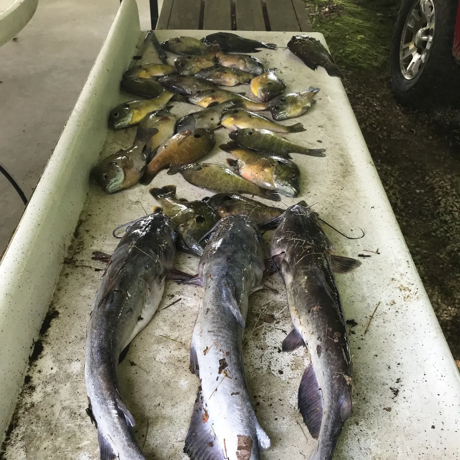 recently logged catches