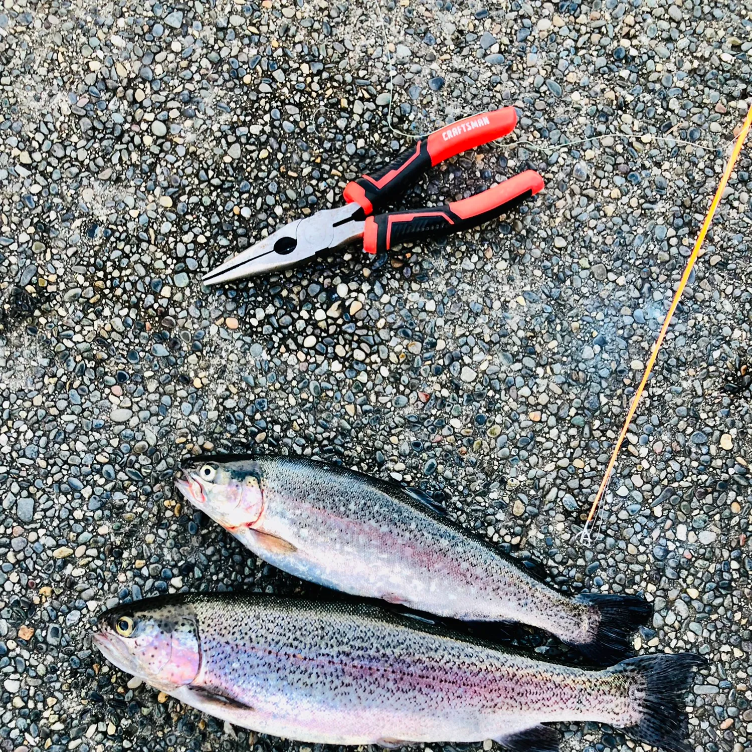 recently logged catches