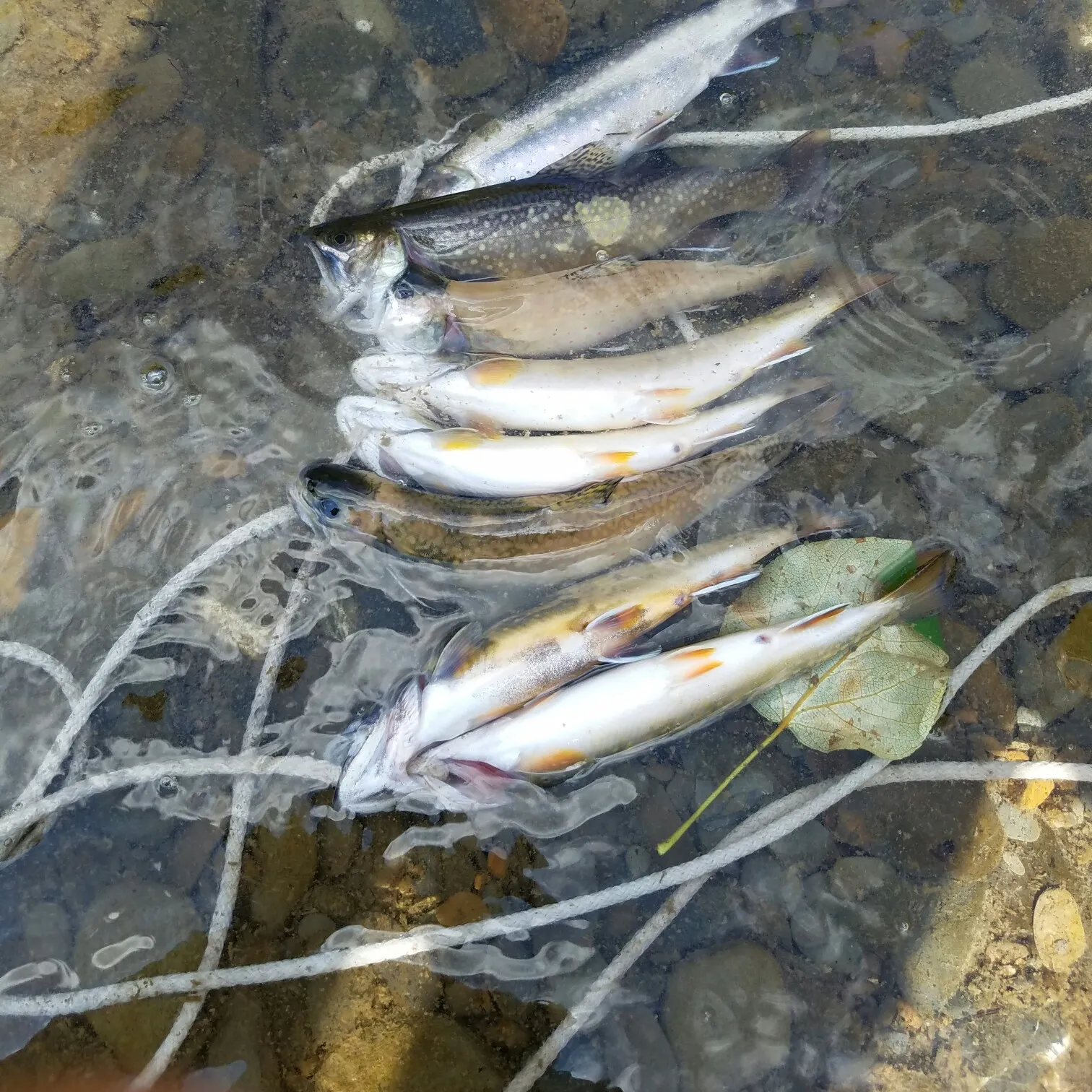 recently logged catches