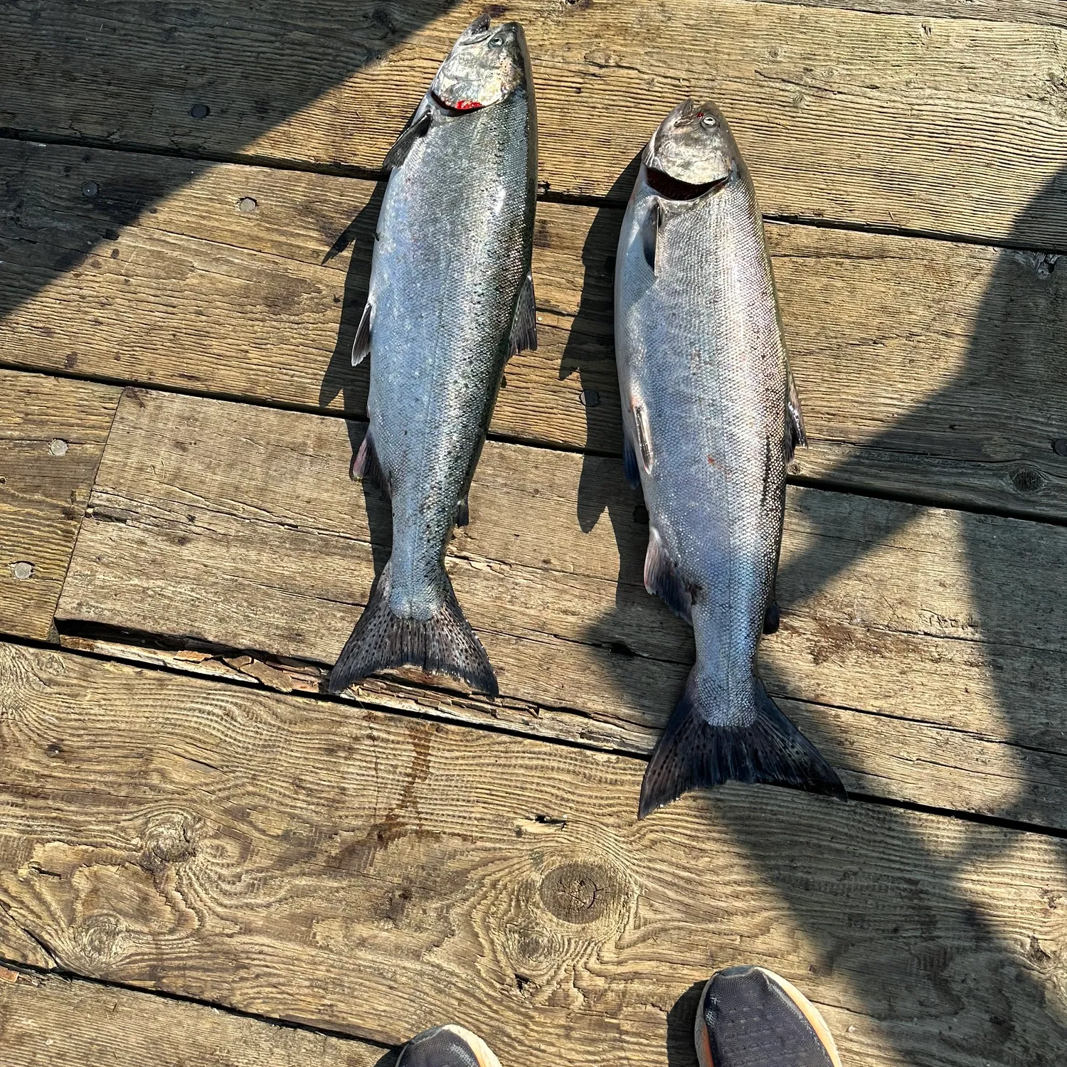 recently logged catches