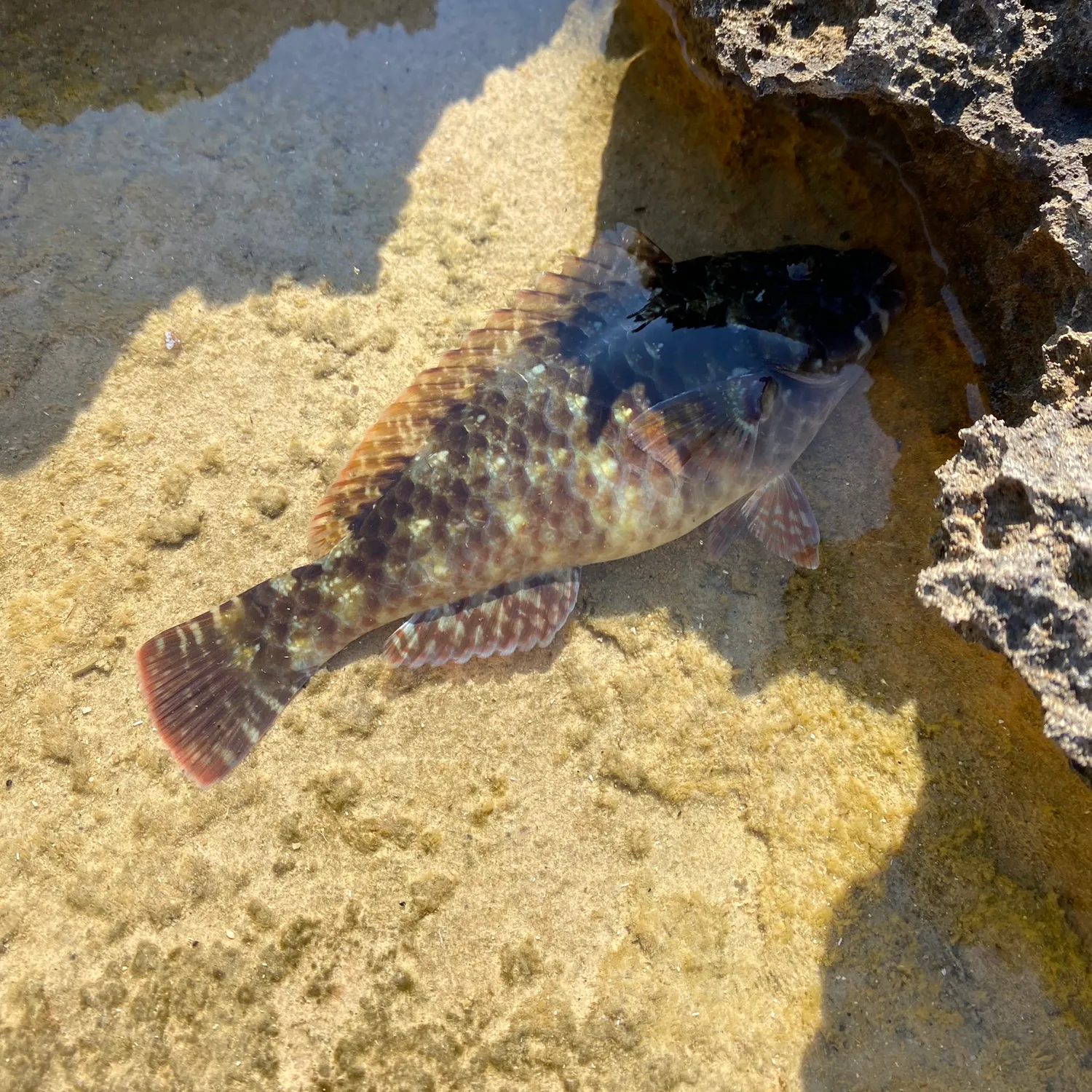 The most popular recent Mediterranean parrotfish catch on Fishbrain