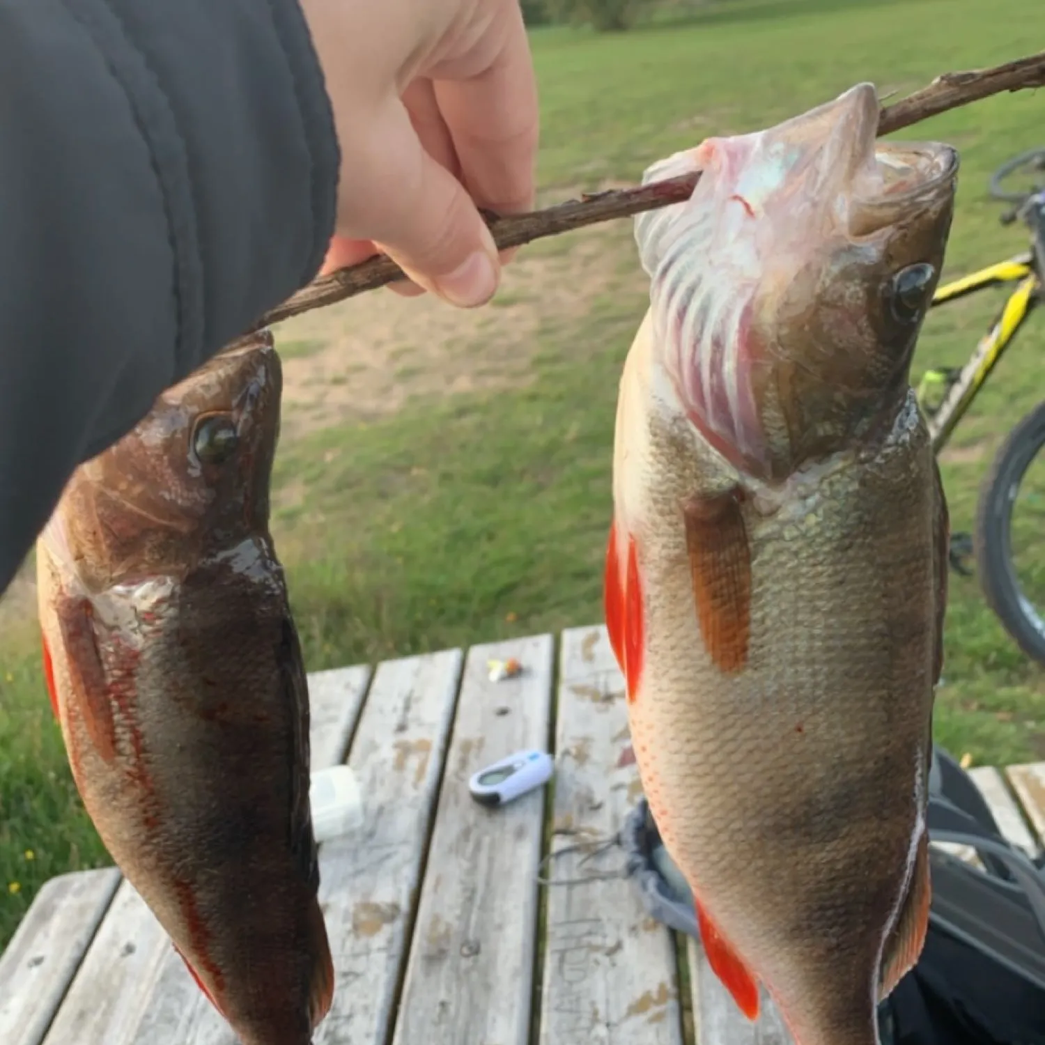 recently logged catches