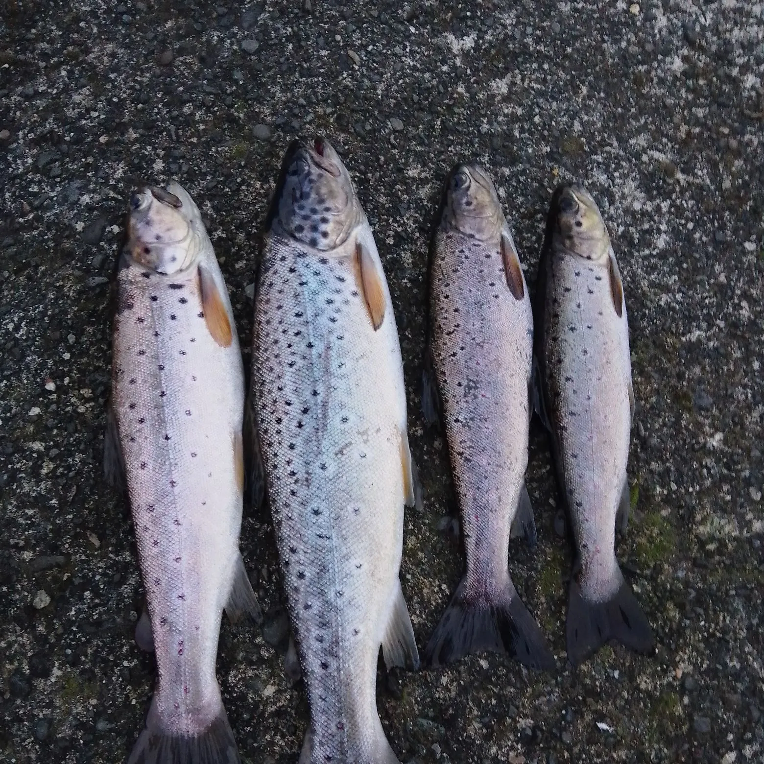 recently logged catches