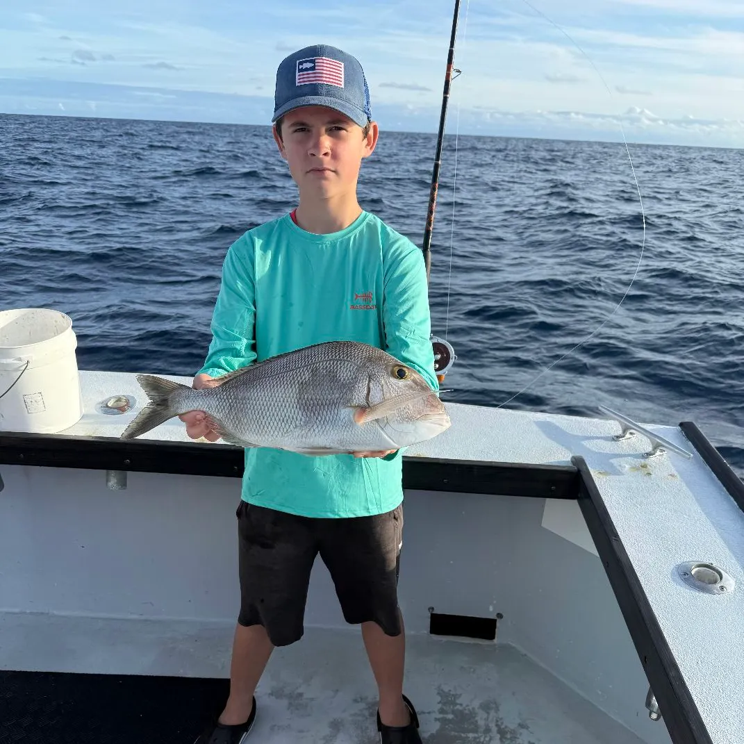 The most popular recent Jolthead porgy catch on Fishbrain