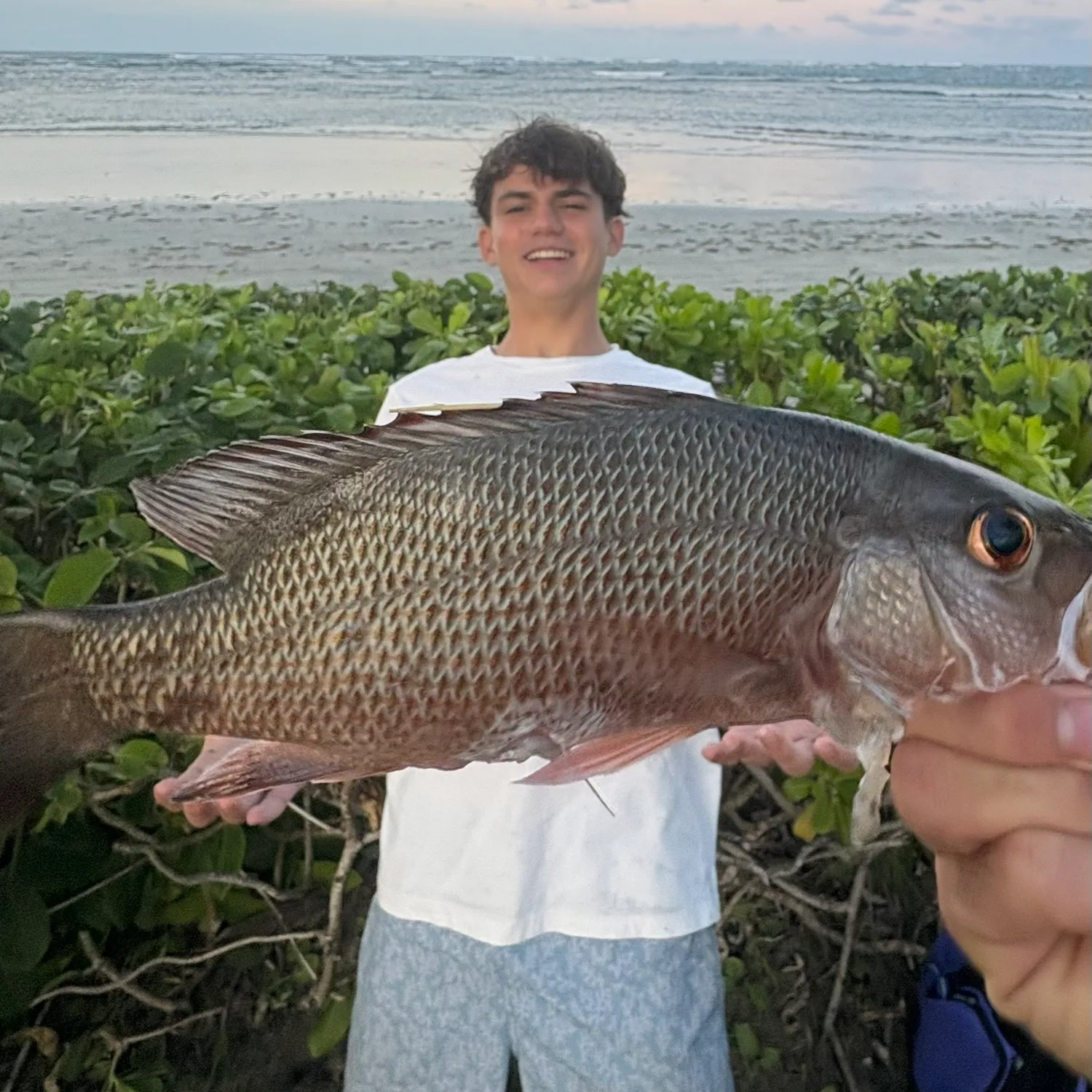 The most popular recent Pacific cubera snapper catch on Fishbrain