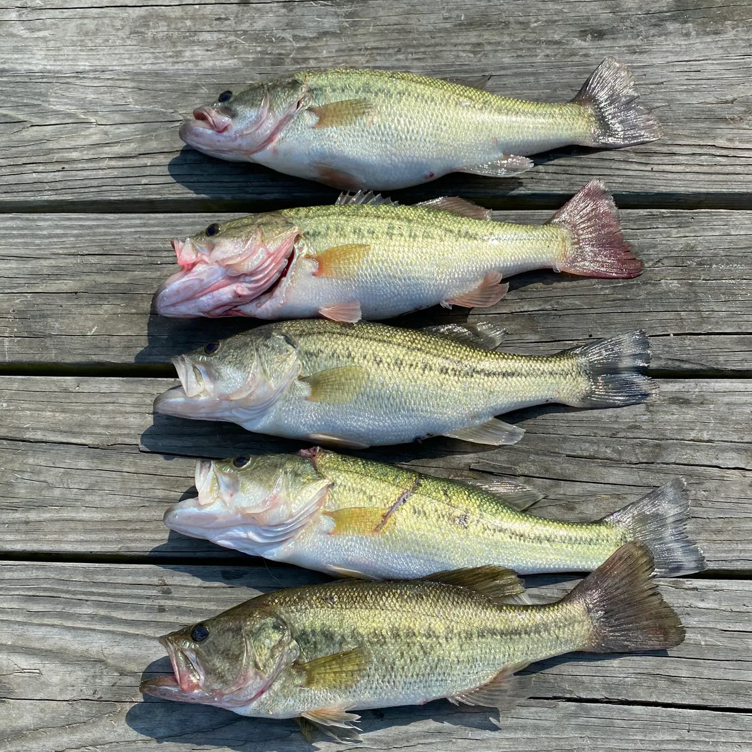 recently logged catches