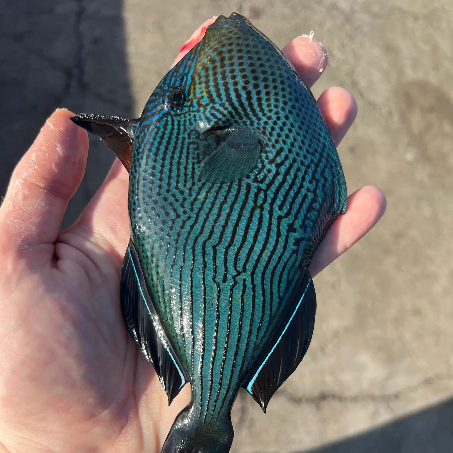 The most popular recent Black triggerfish catch on Fishbrain