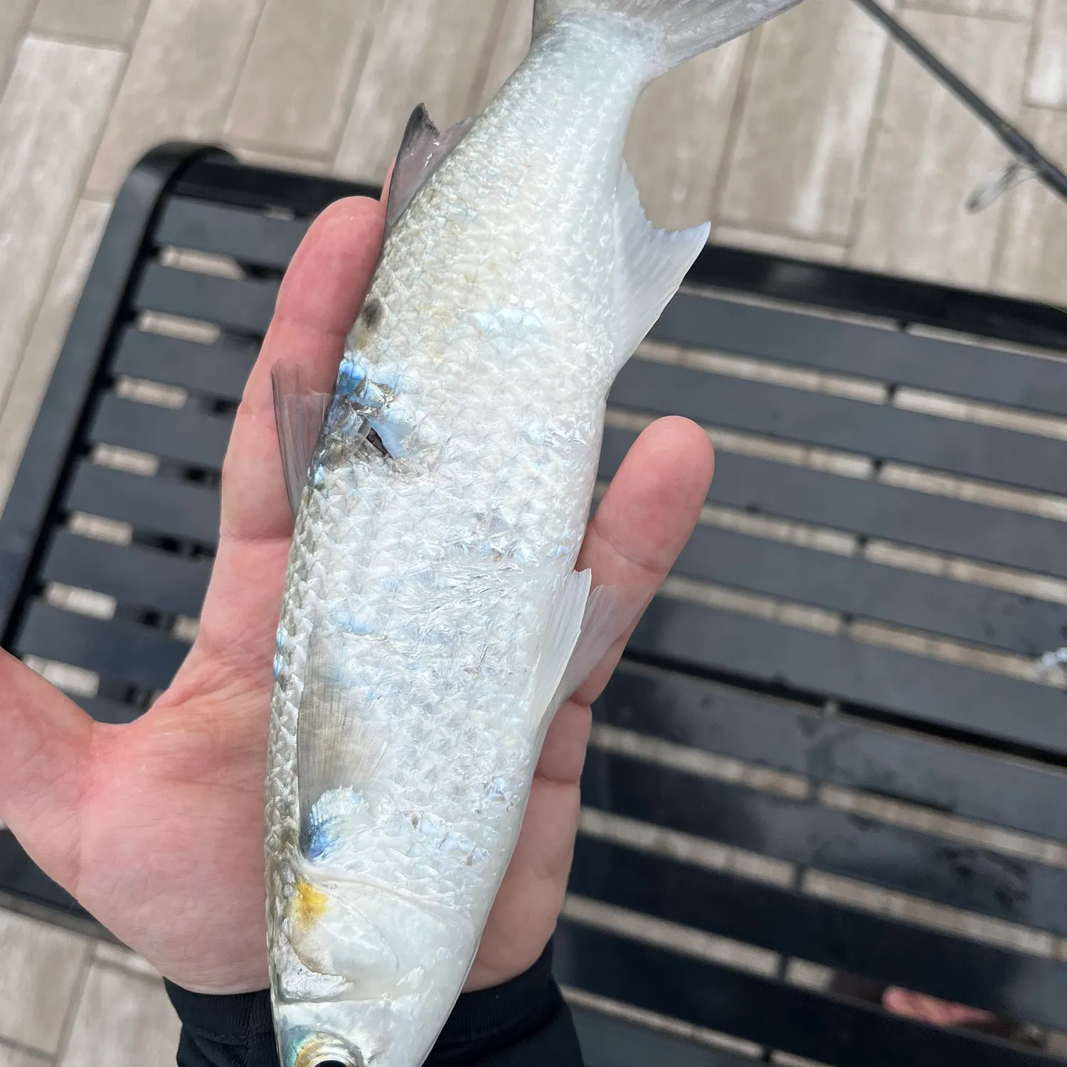 The most popular recent Silver mullet catch on Fishbrain