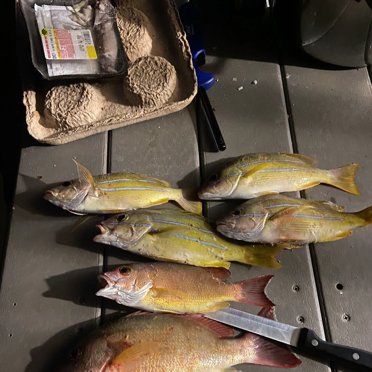 recently logged catches