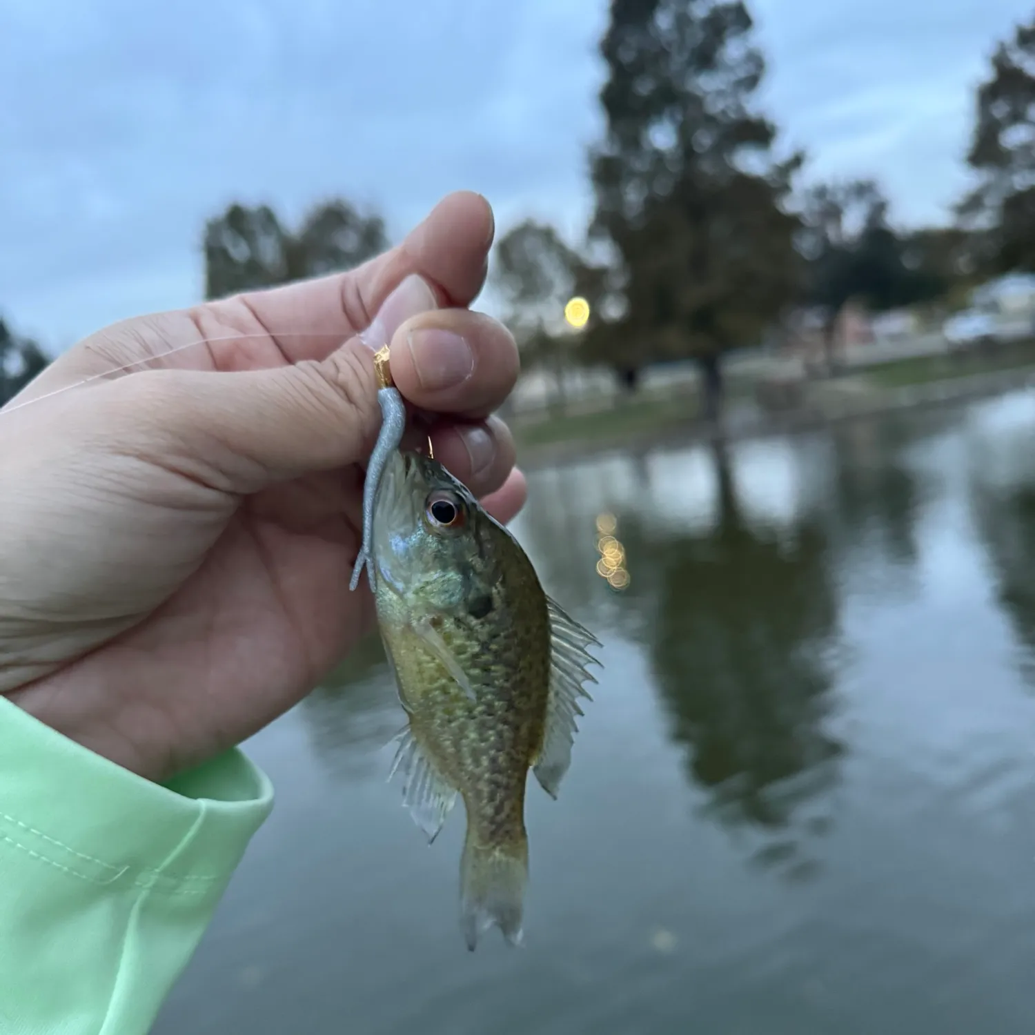 The most popular recent Dollar sunfish catch on Fishbrain